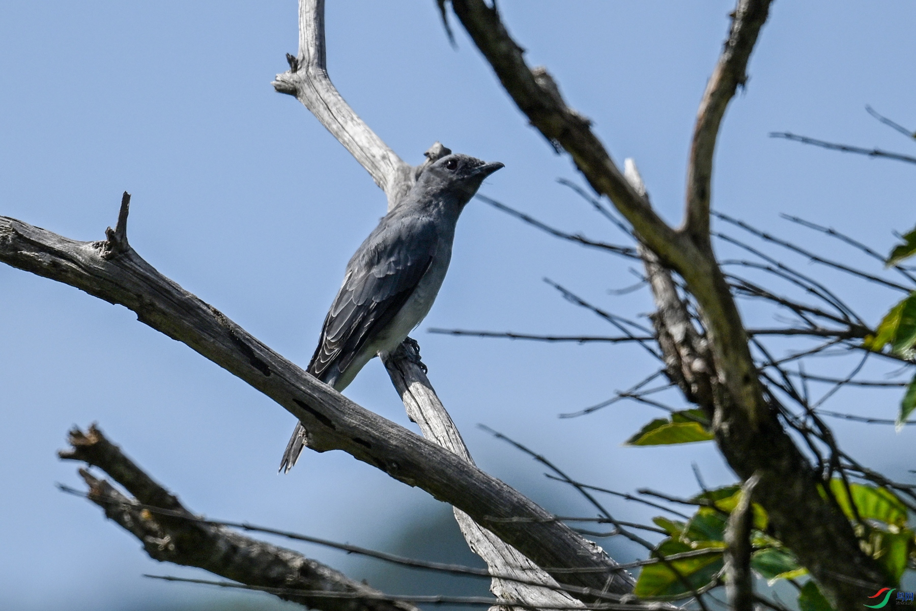 DSC_4539.JPG