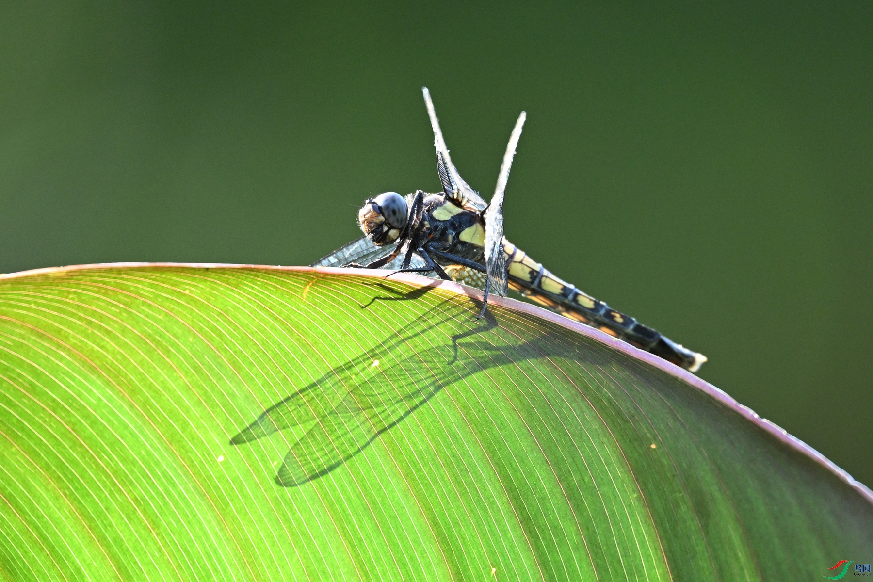 DSC_1104.JPG