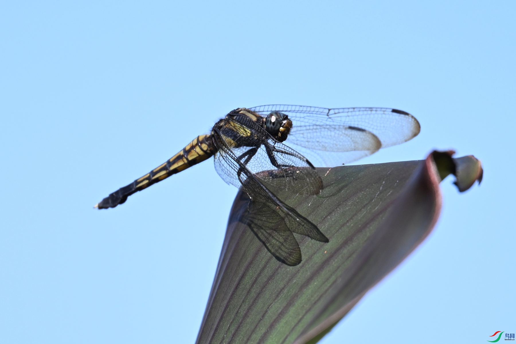 DSC_1107.JPG