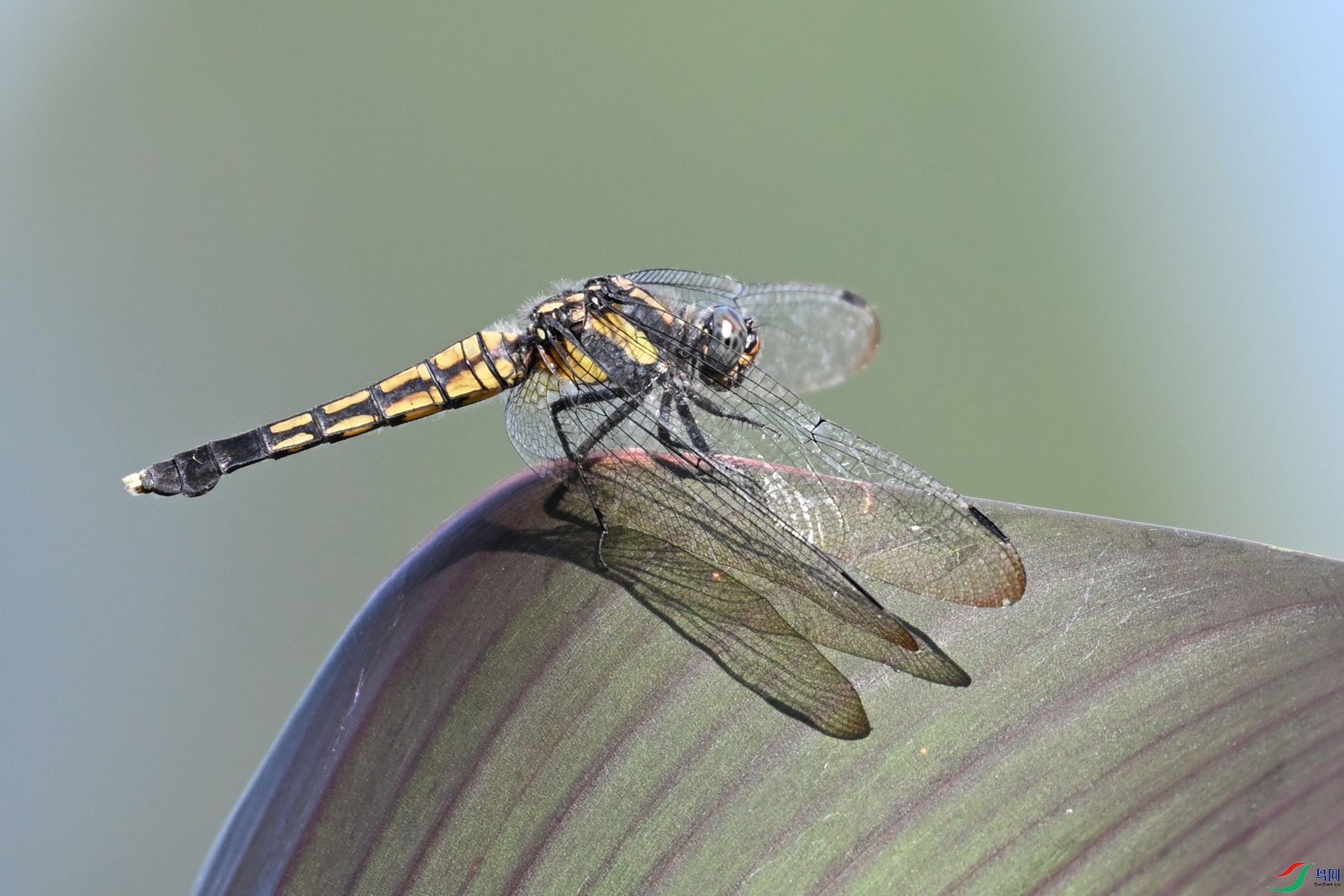 DSC_4500.JPG
