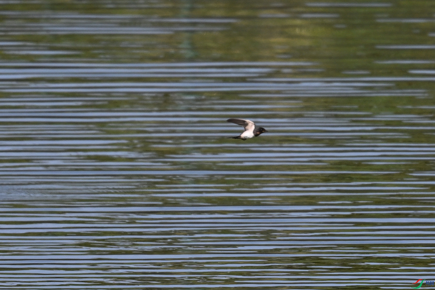 DSC_4503.JPG