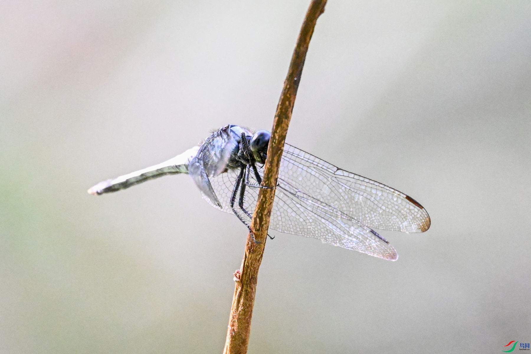 DSC_4528.JPG