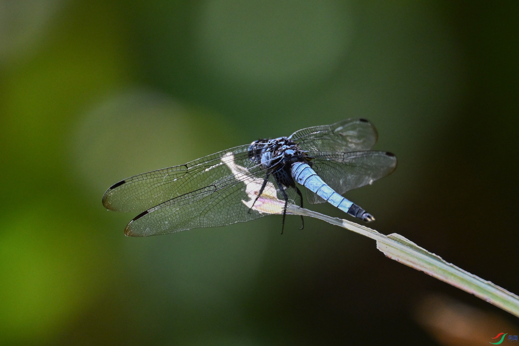 DSC_4530.JPG