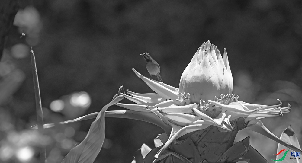 DSCF7601.1.jpg