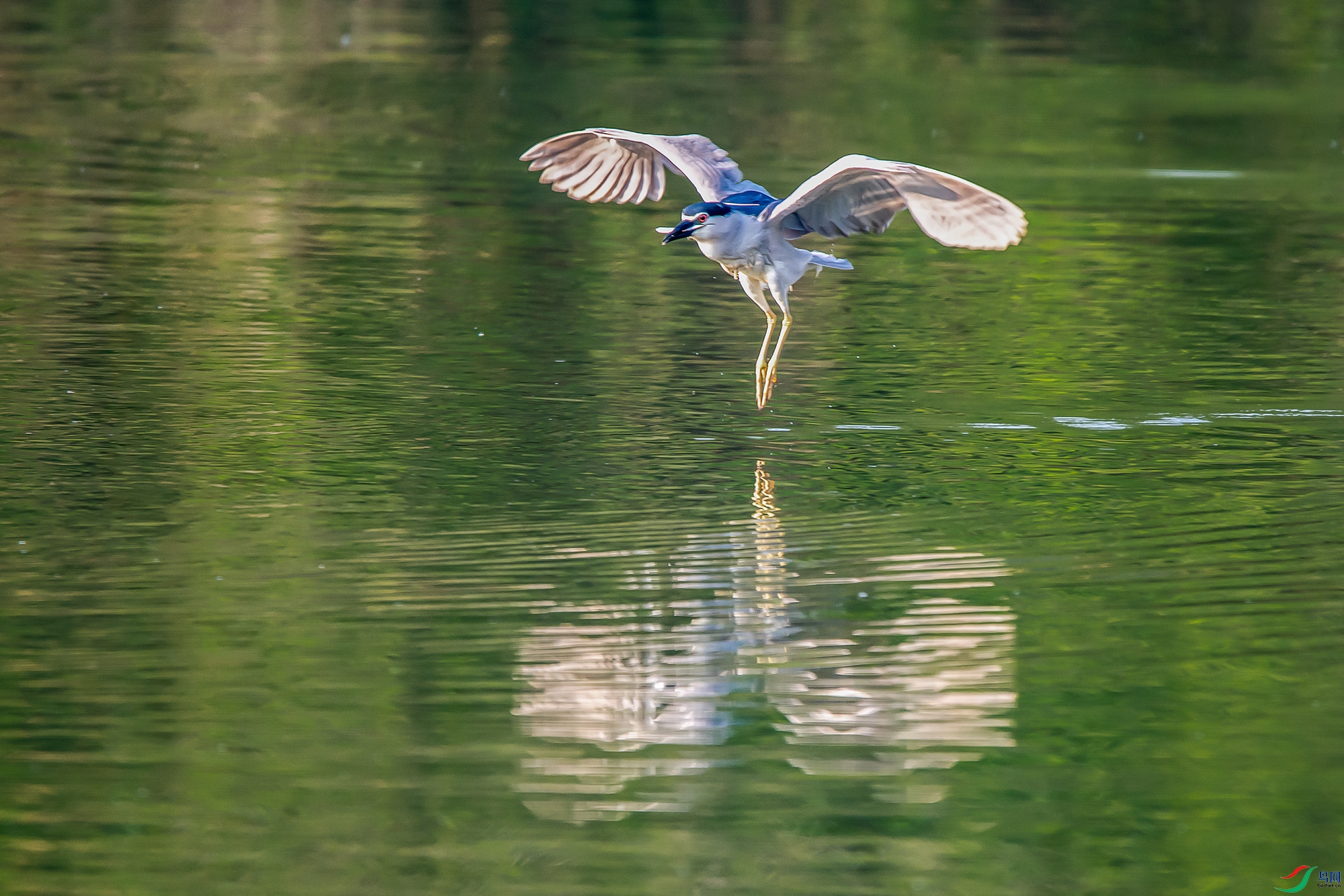 DSC_4299a.jpg