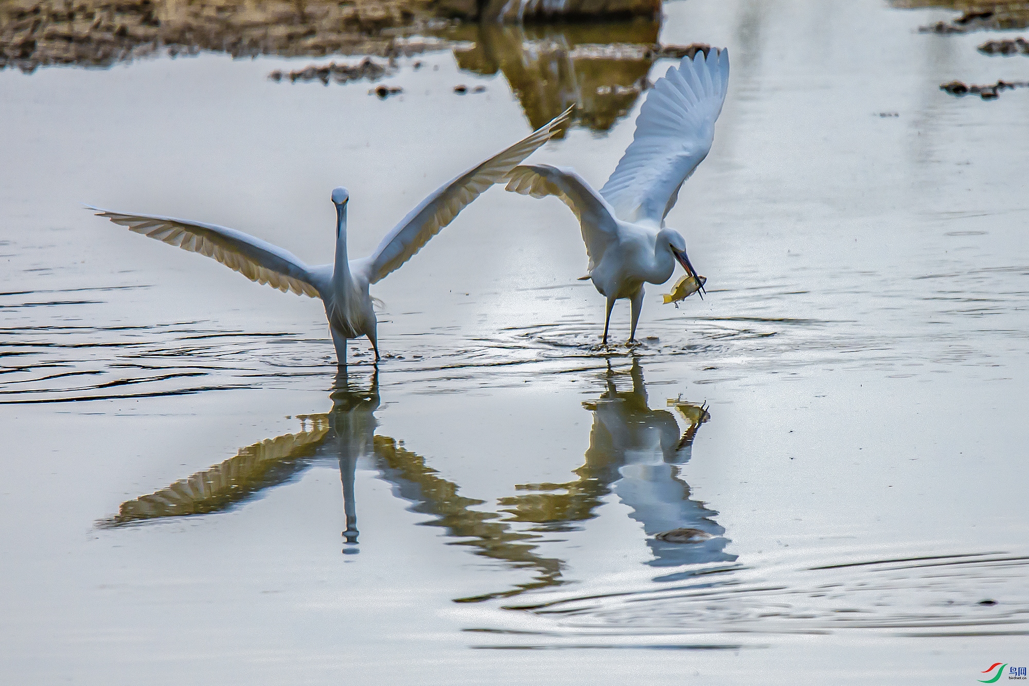 DSC_4463a.jpg