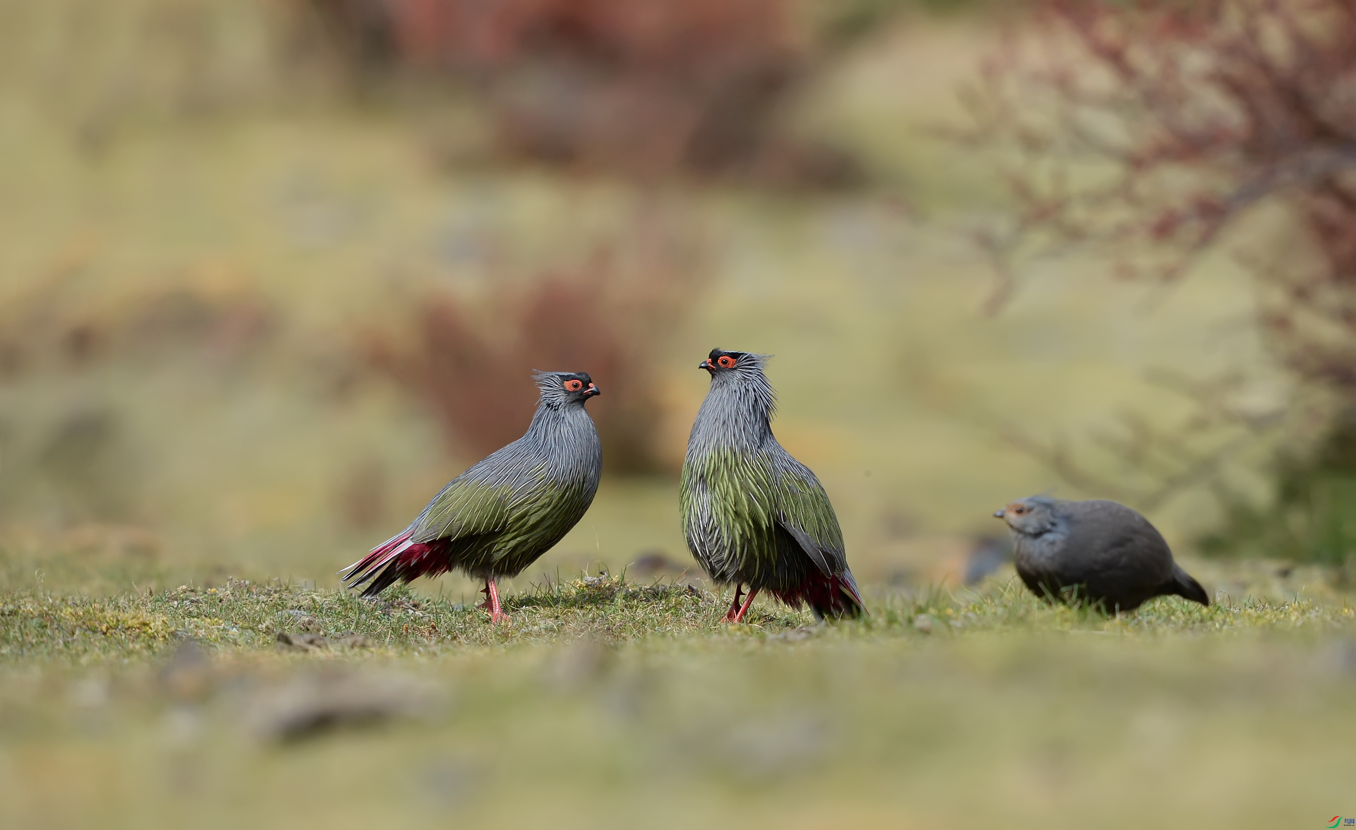 DSC_8111.jpg