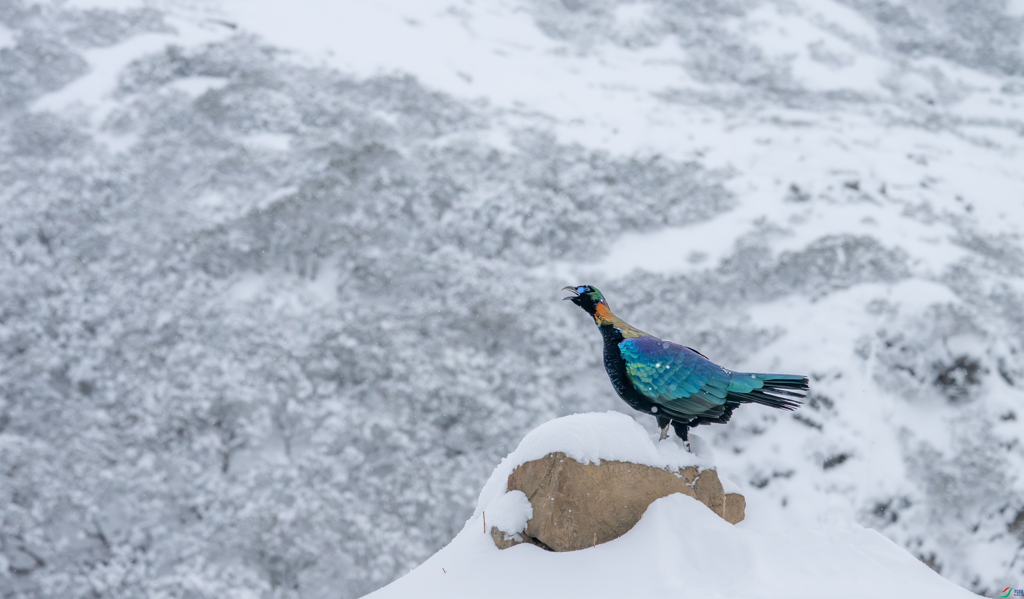 DSC_4144-11.jpg