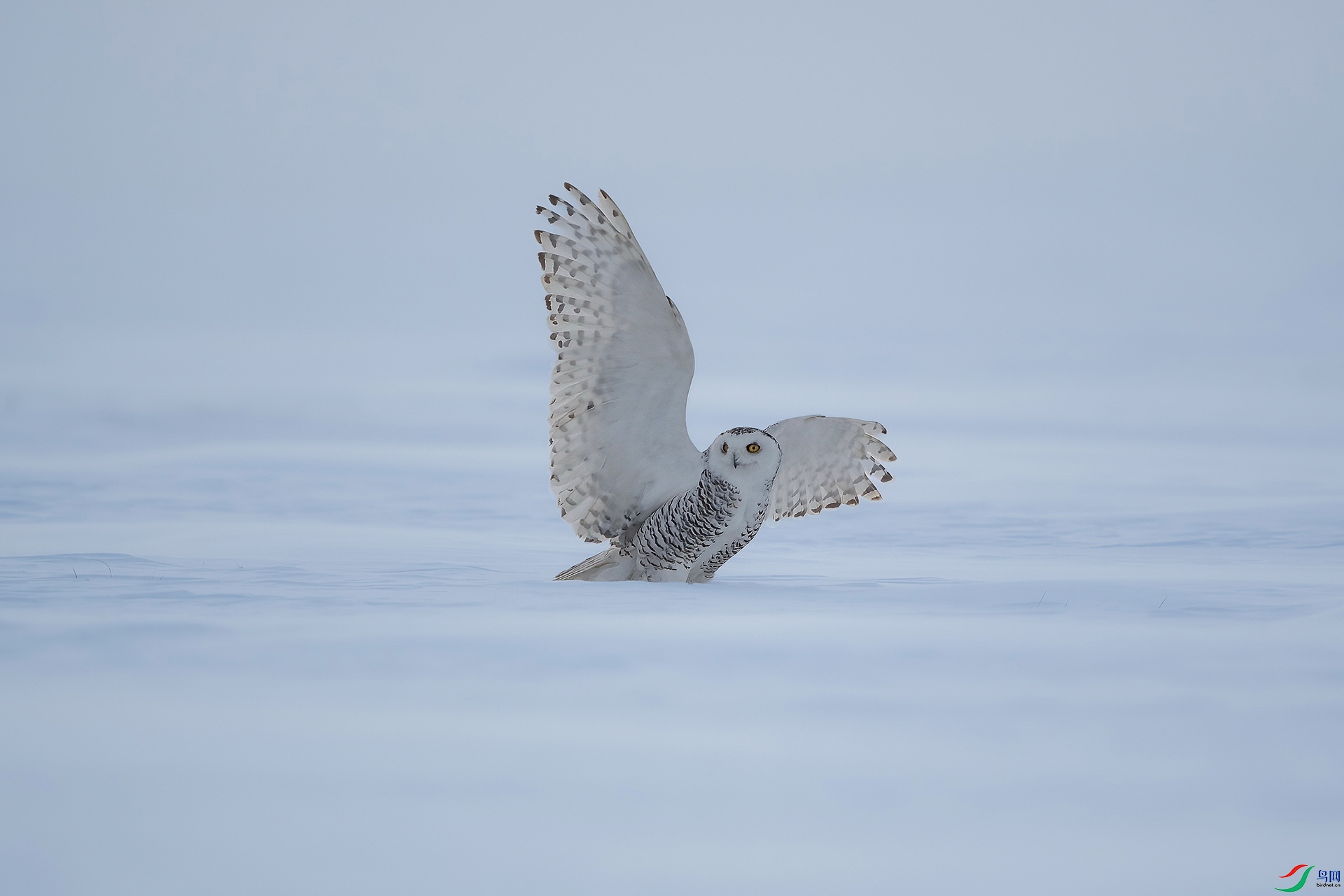 _DSC9383.jpg