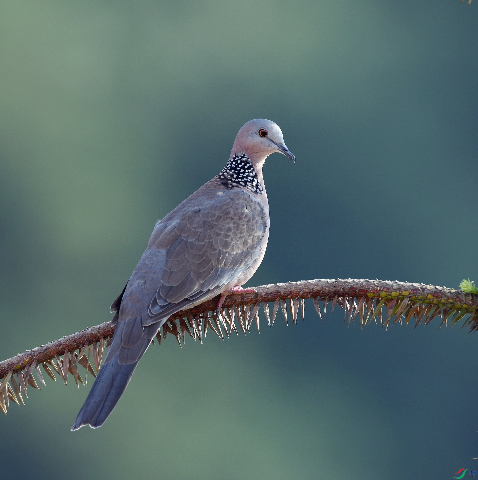 DSC_0343.jpg