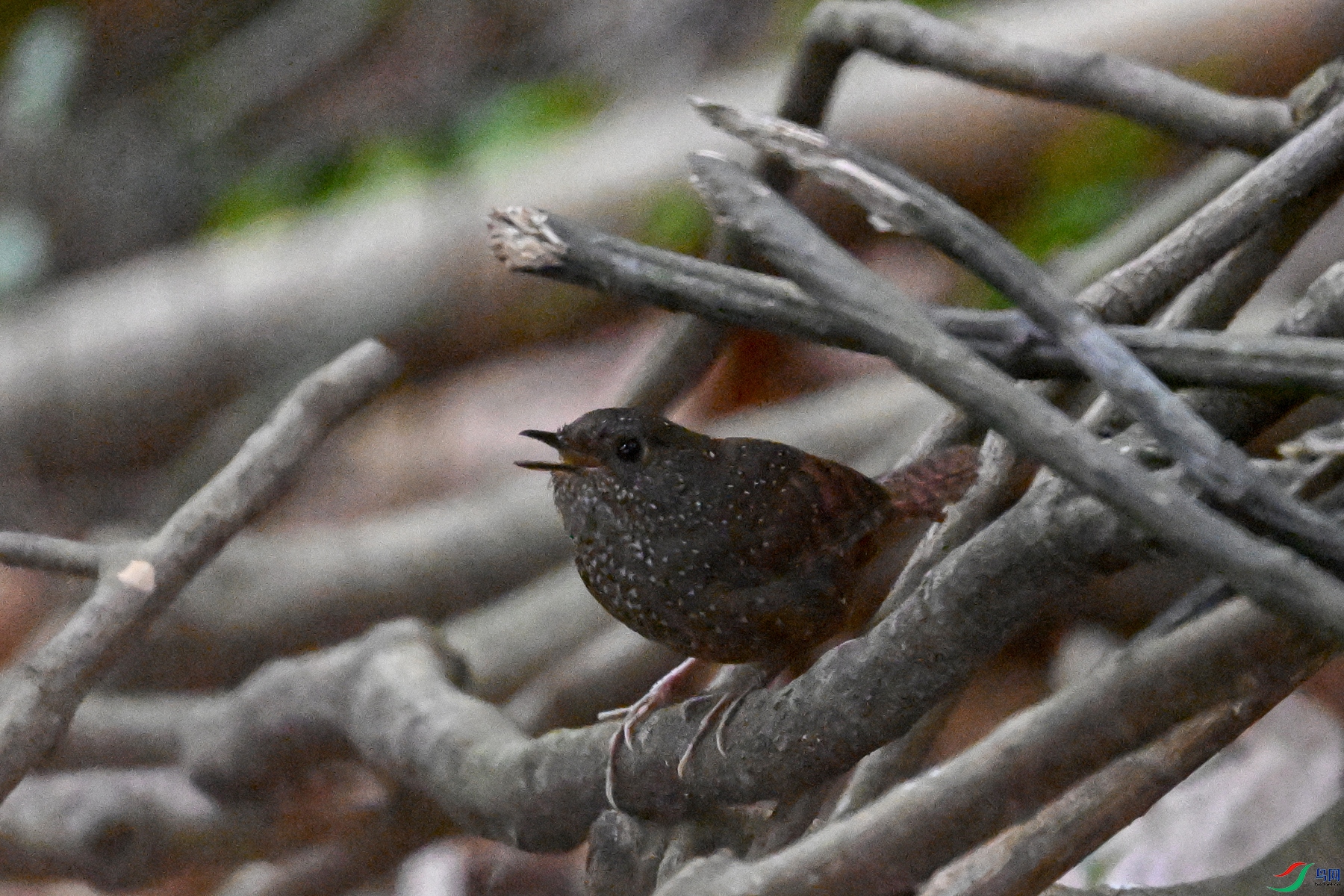DSC_9215.JPG