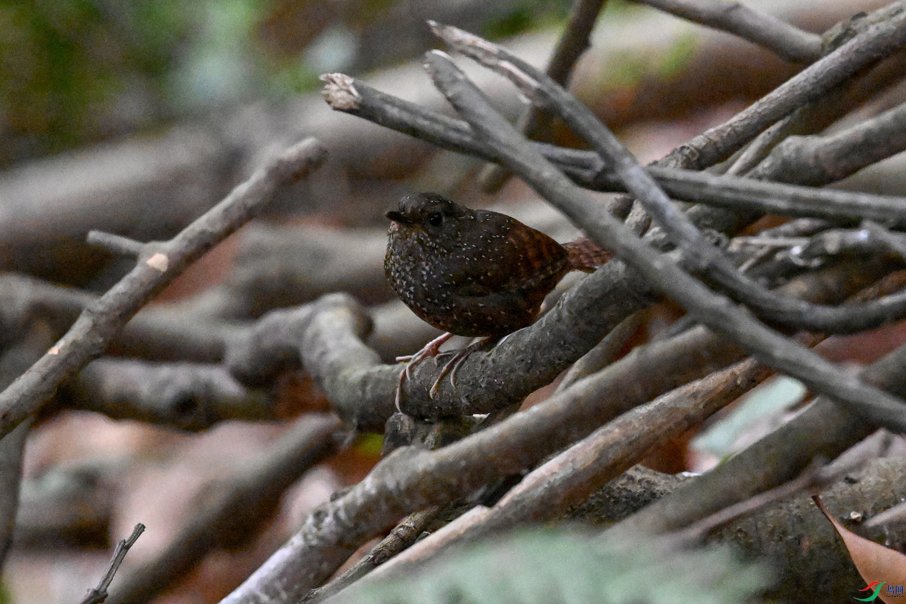 DSC_9206.JPG