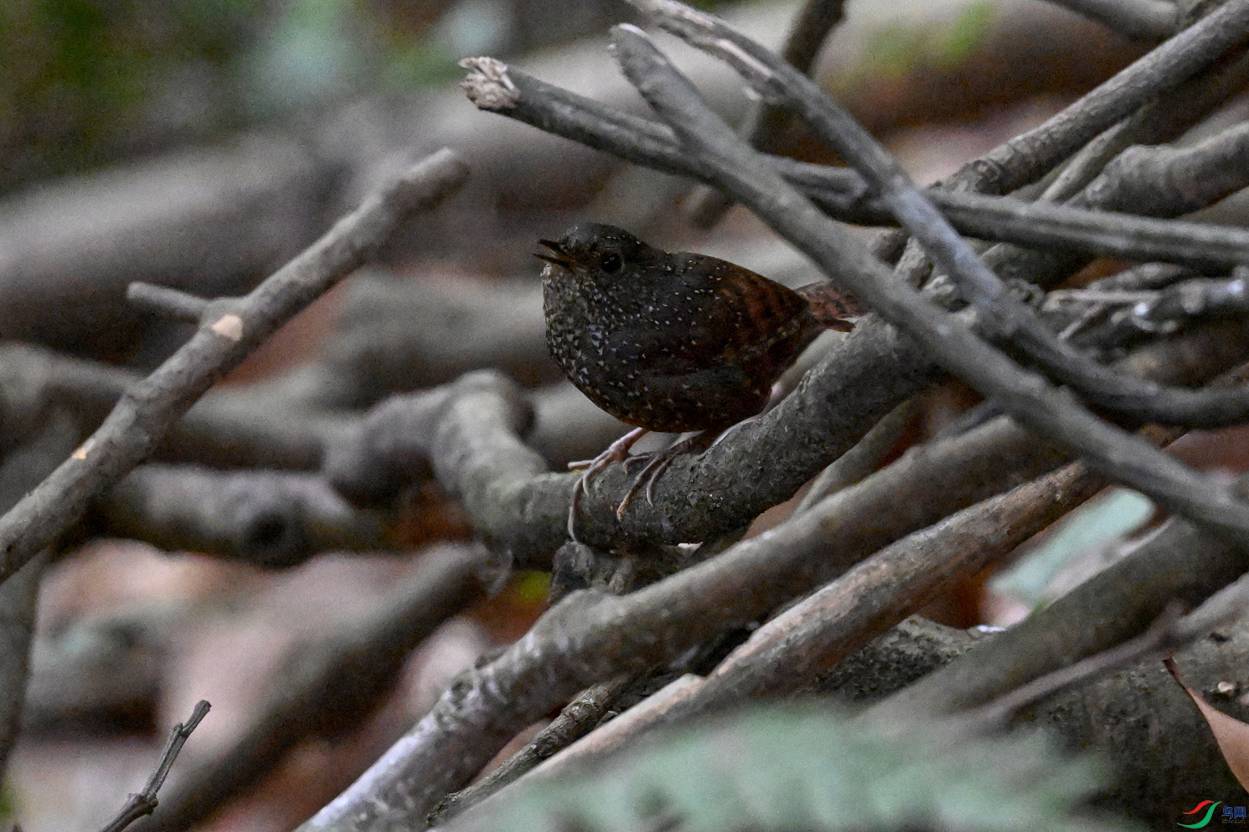 DSC_9213.JPG