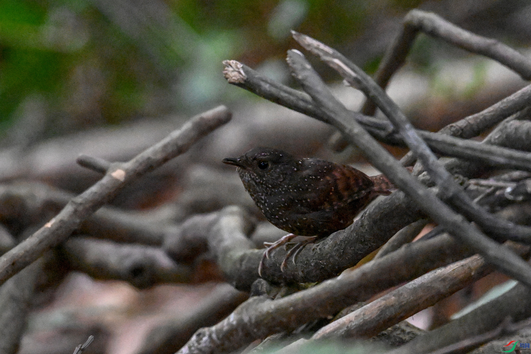 DSC_9195.JPG