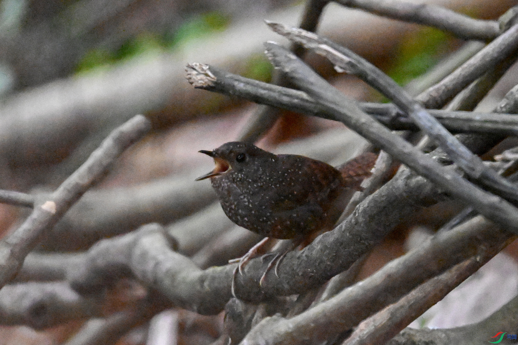 DSC_9214.JPG