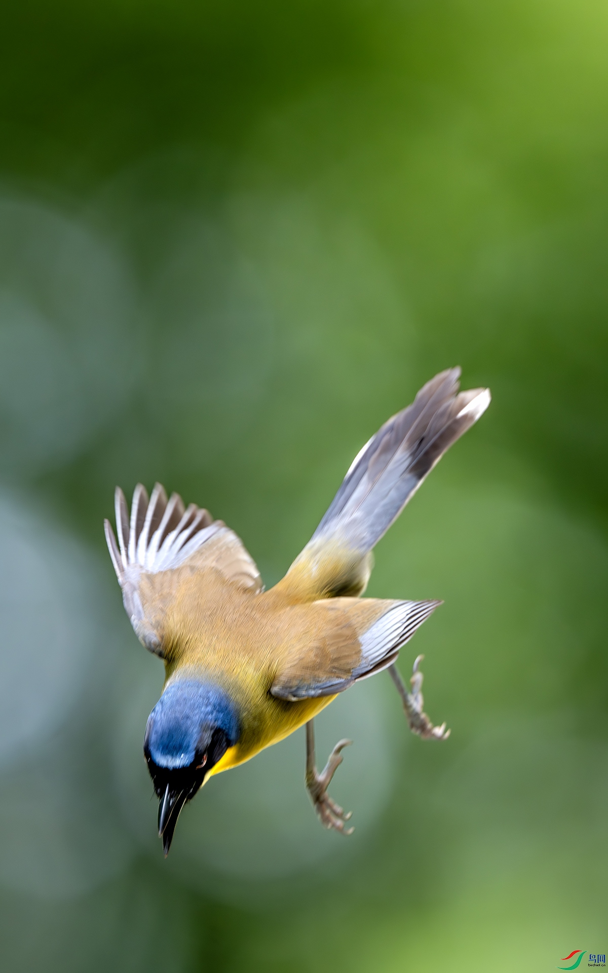 DSC_3302-����ǿ-NR ����.jpg