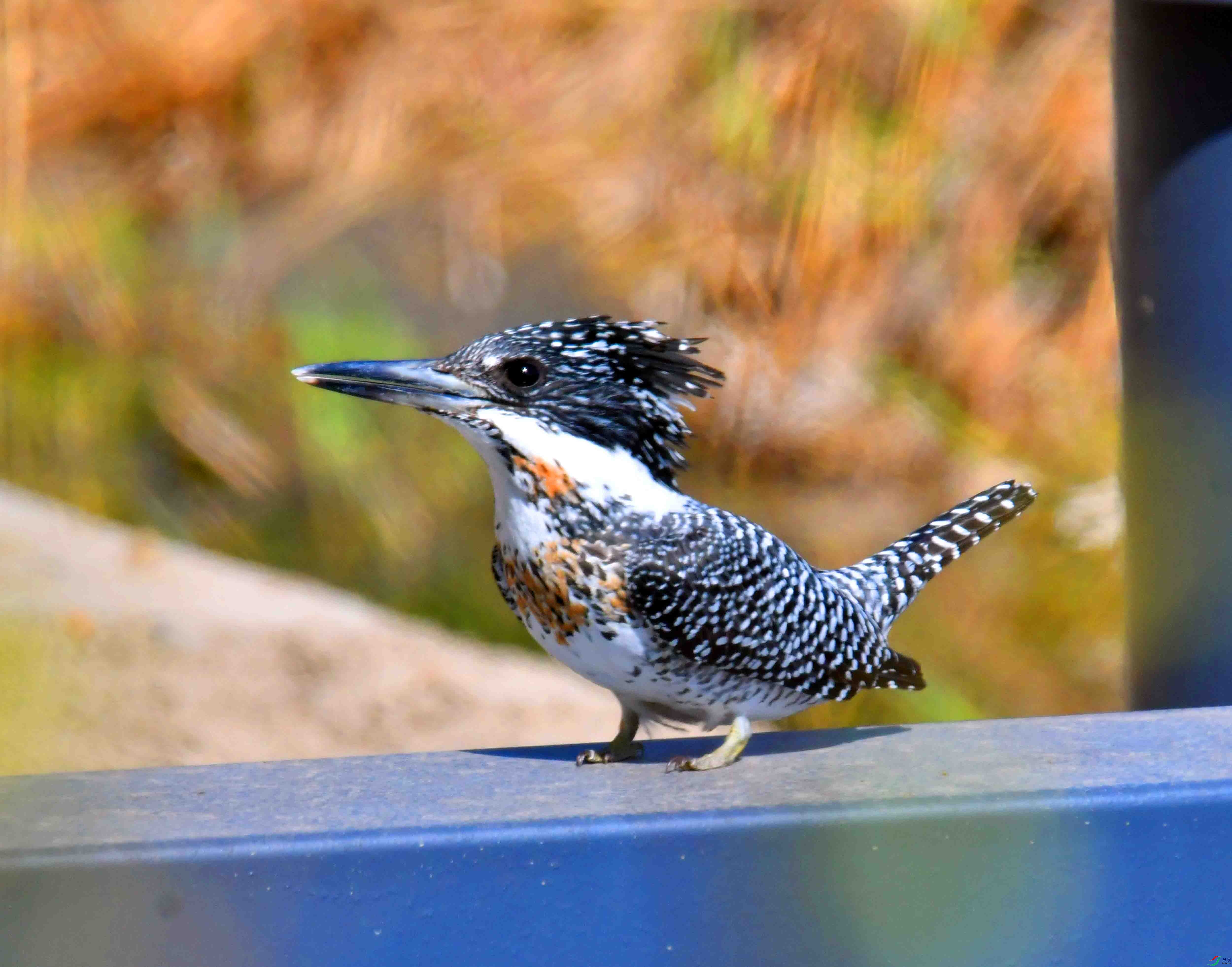 DSC_0860.JPG