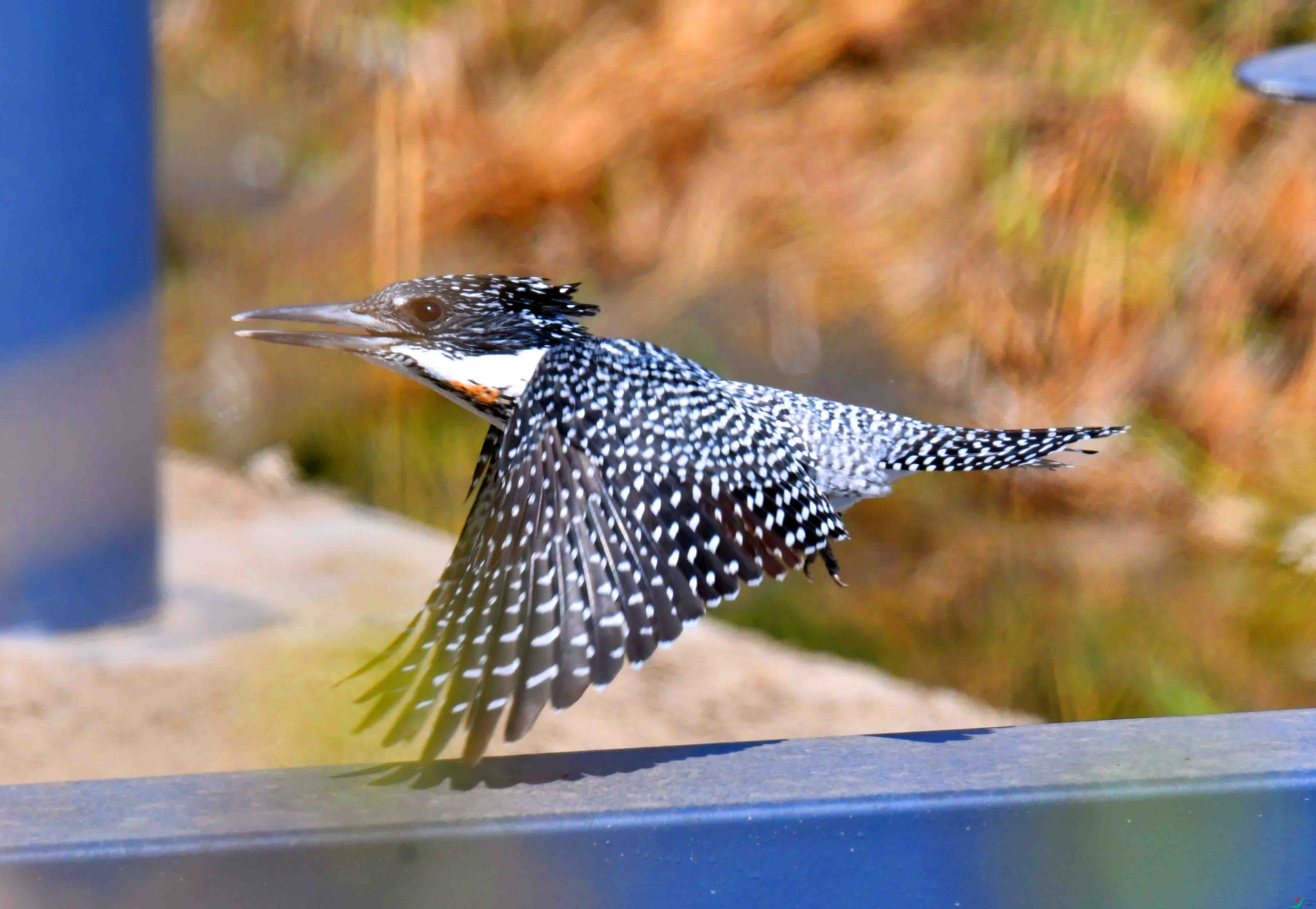 DSC_0863.JPG