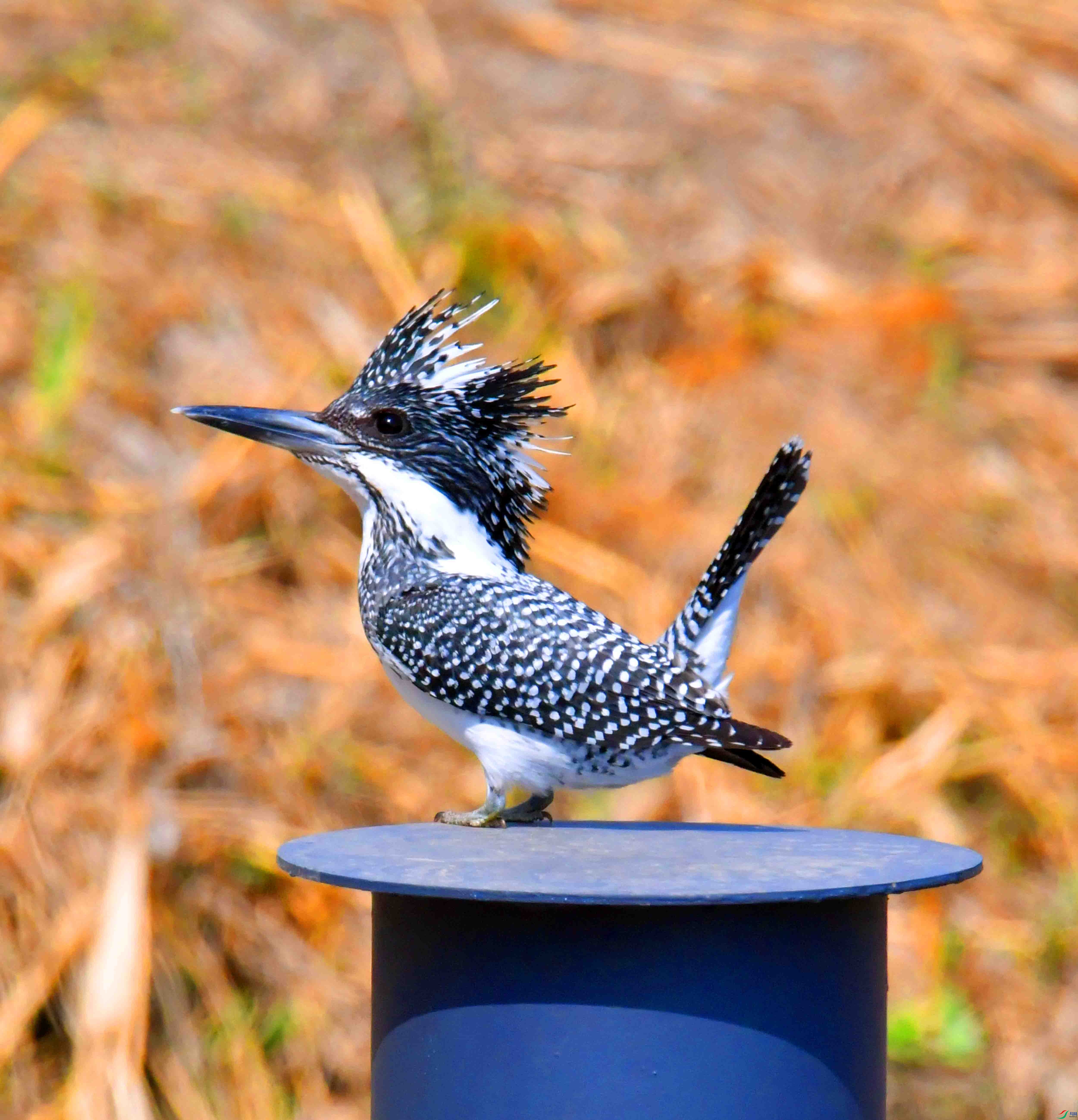 DSC_9552.JPG