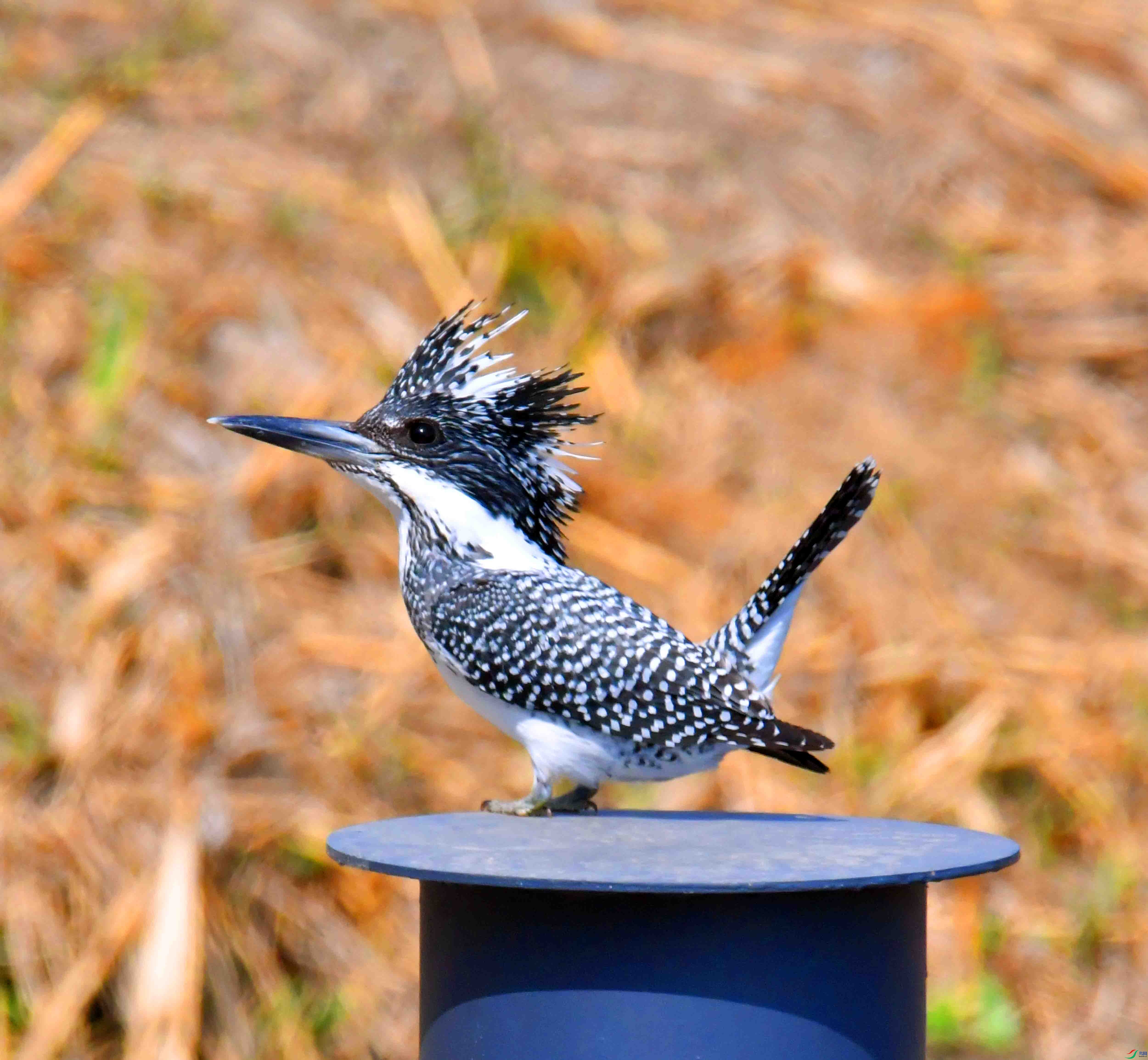 DSC_9553.JPG
