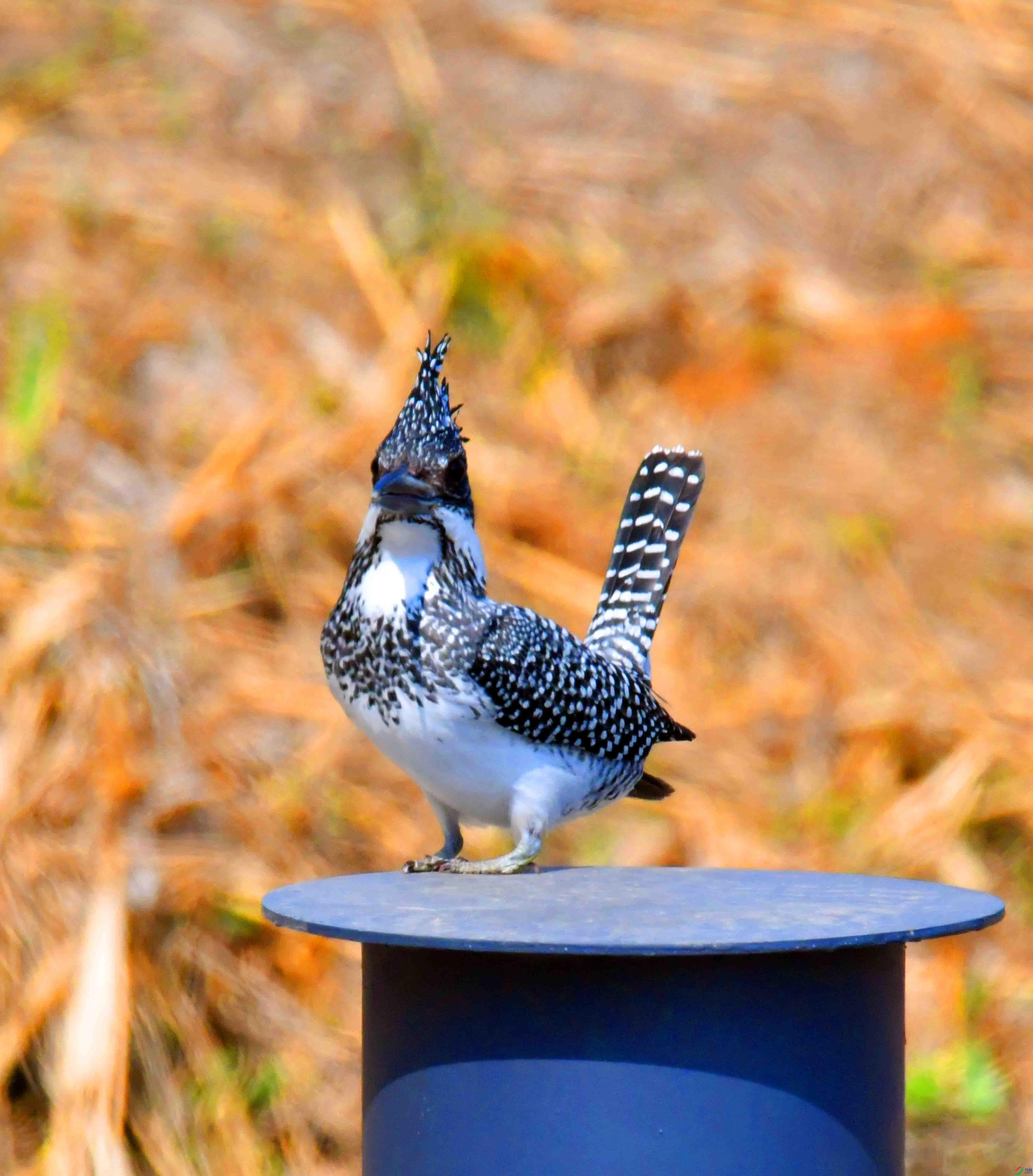 DSC_9554.JPG