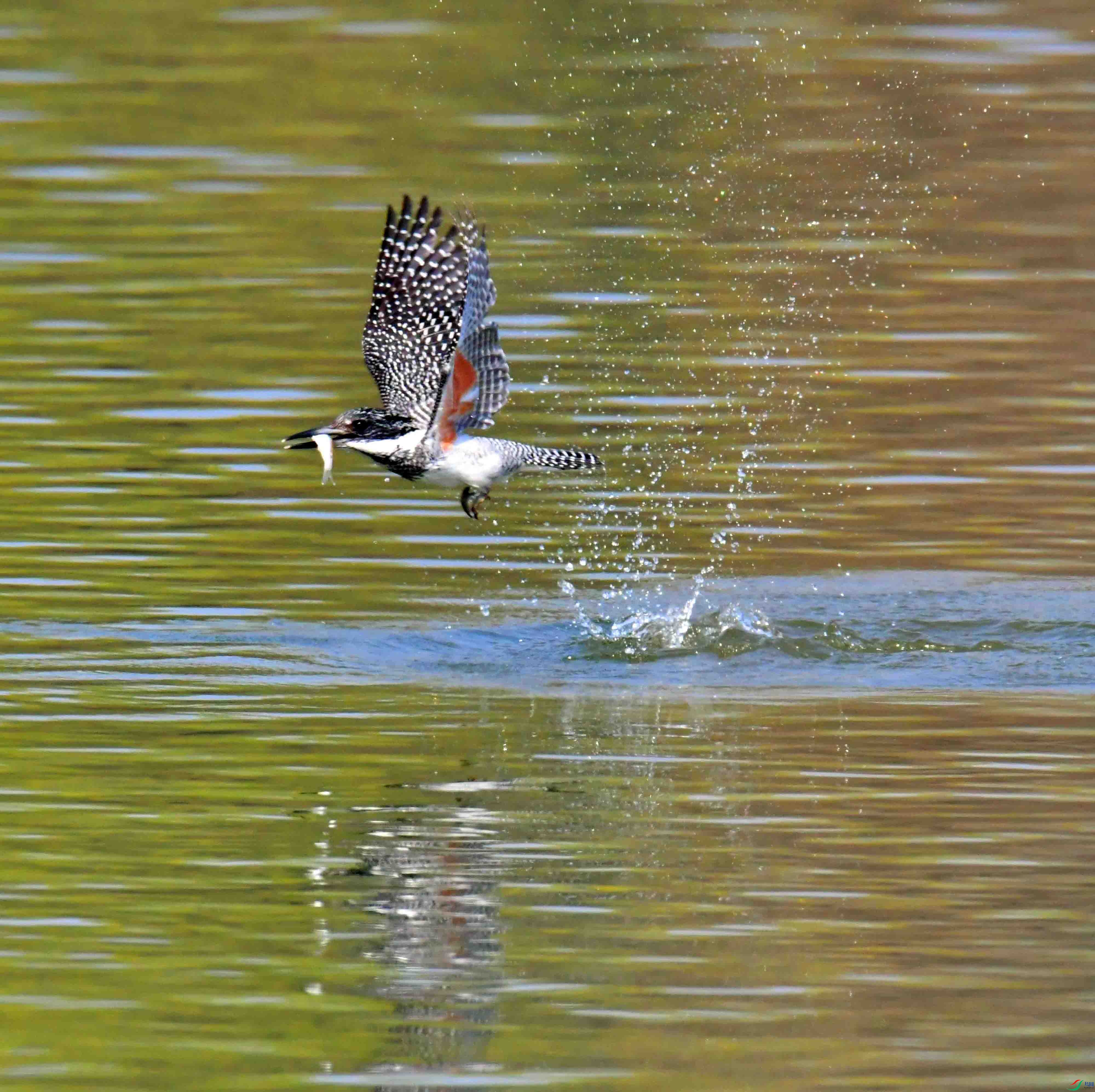 DSC_9578.JPG