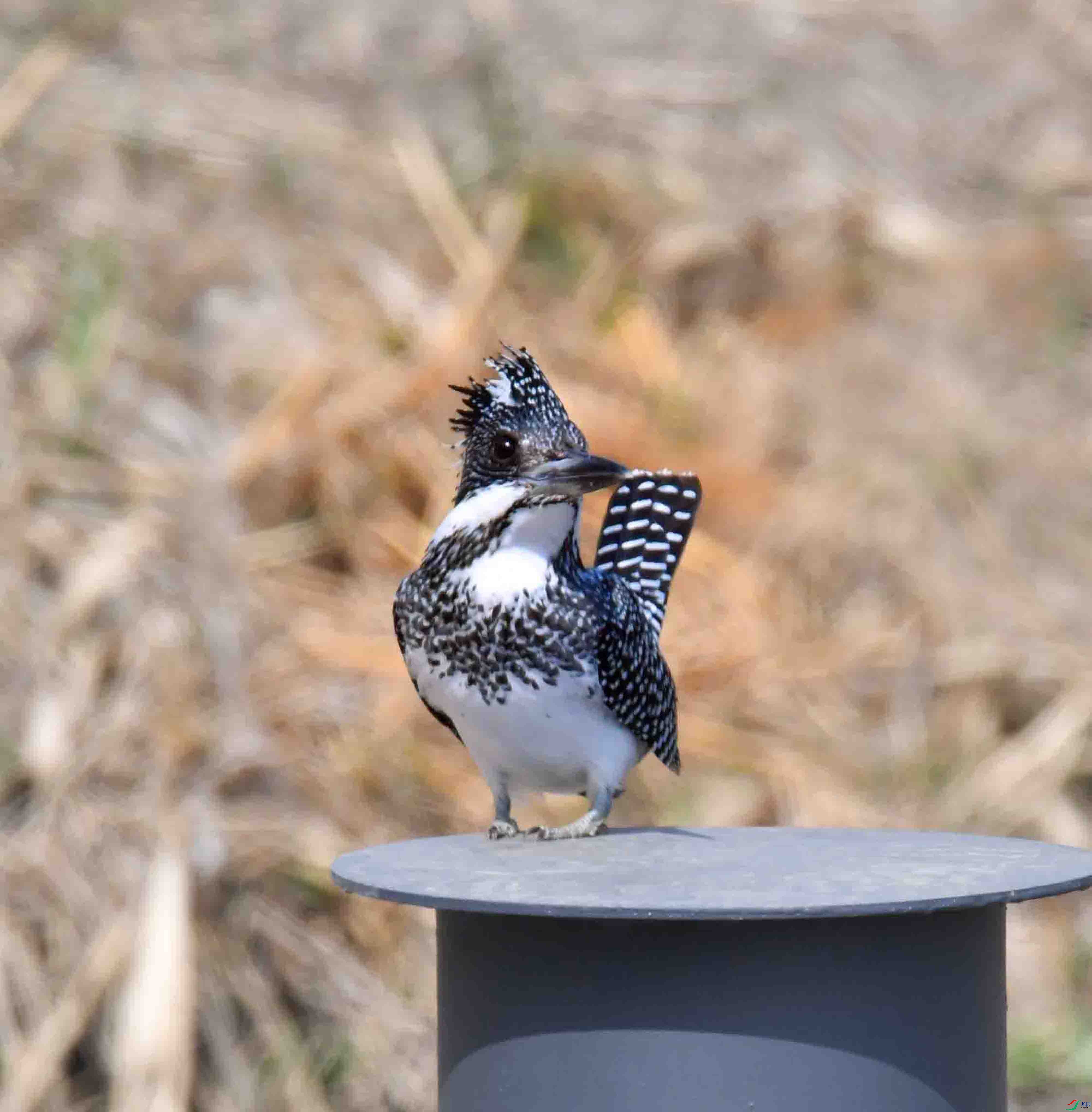 DSC_9557.JPG