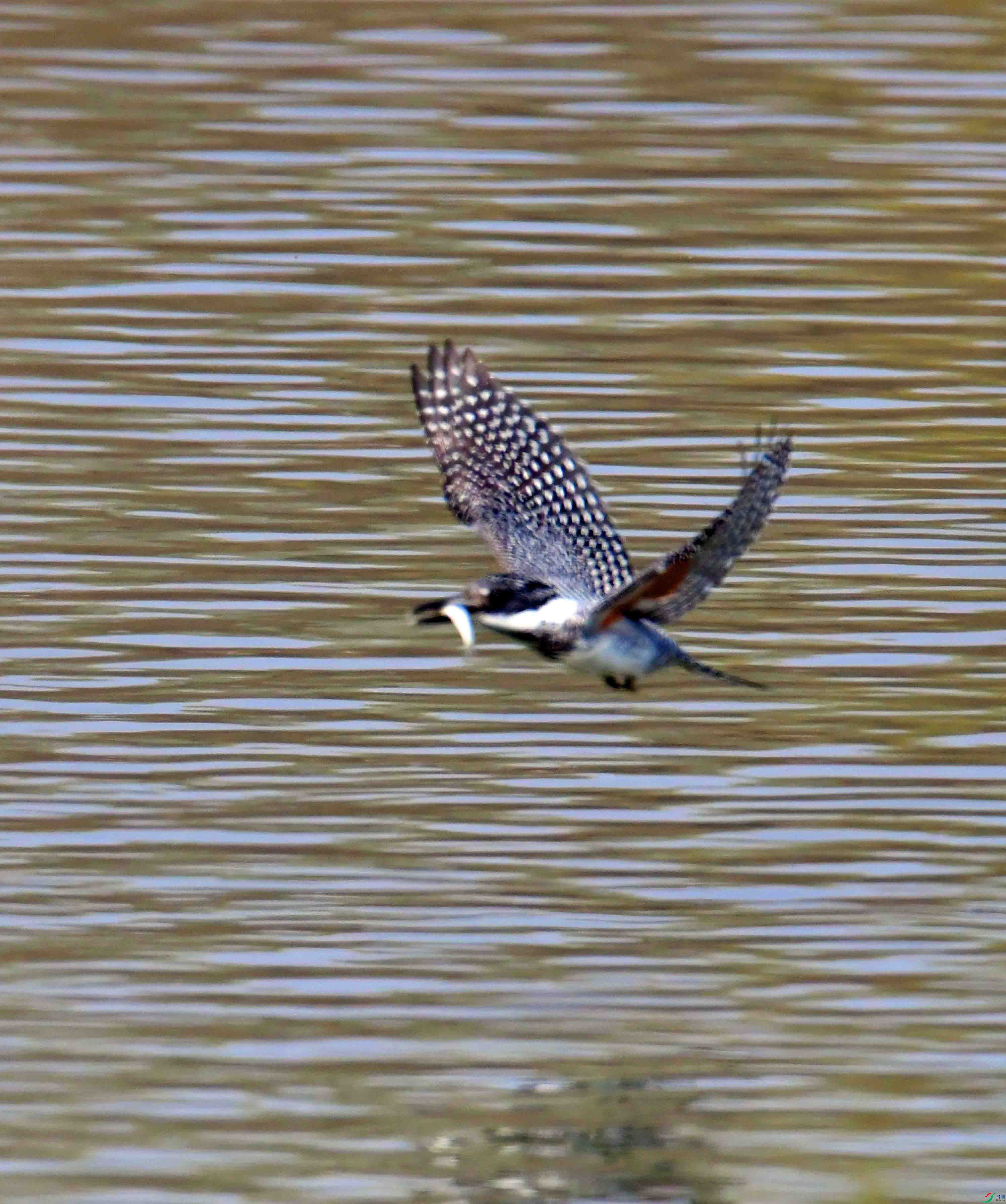 DSC_9585.JPG