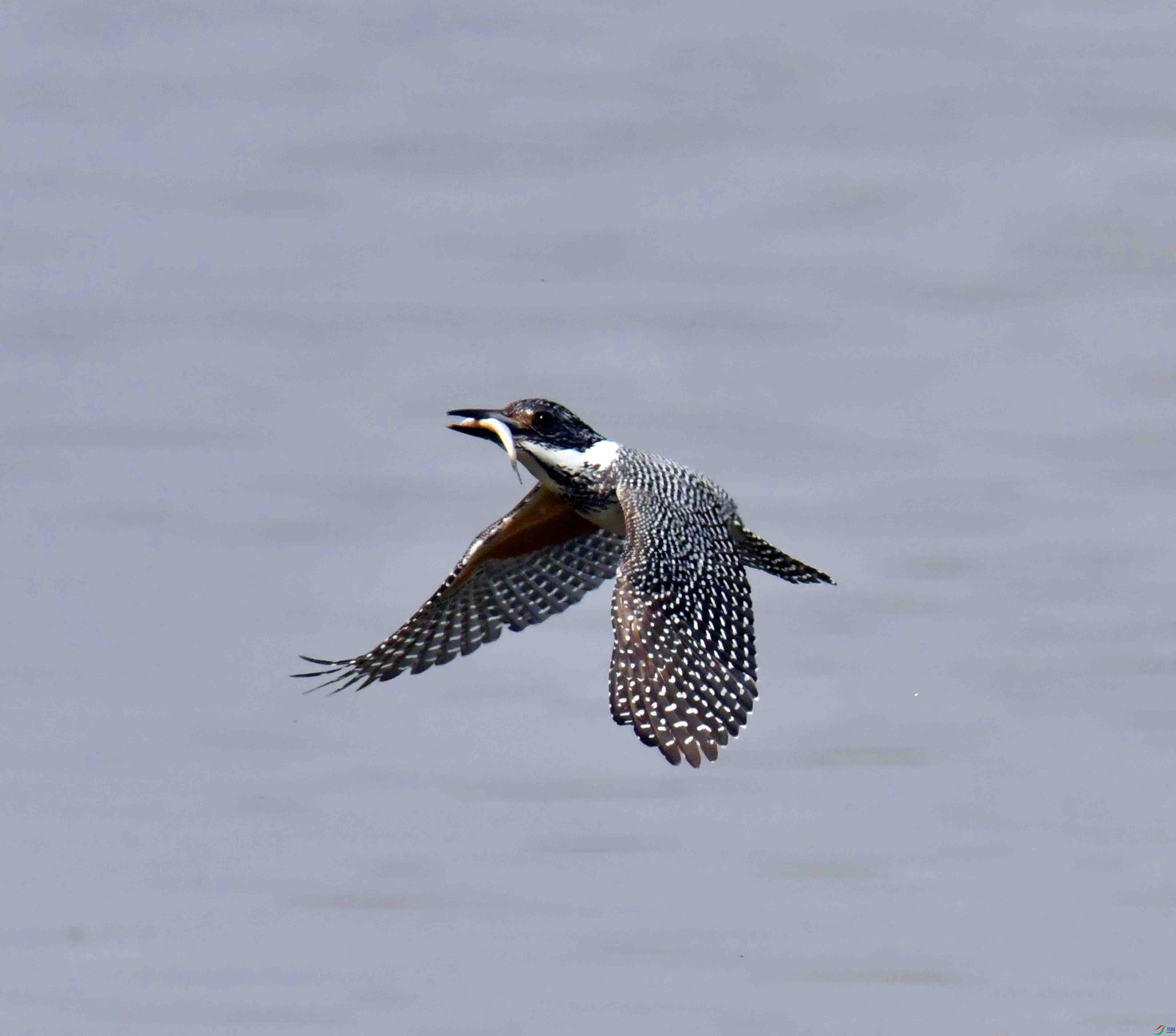 DSC_9587.JPG