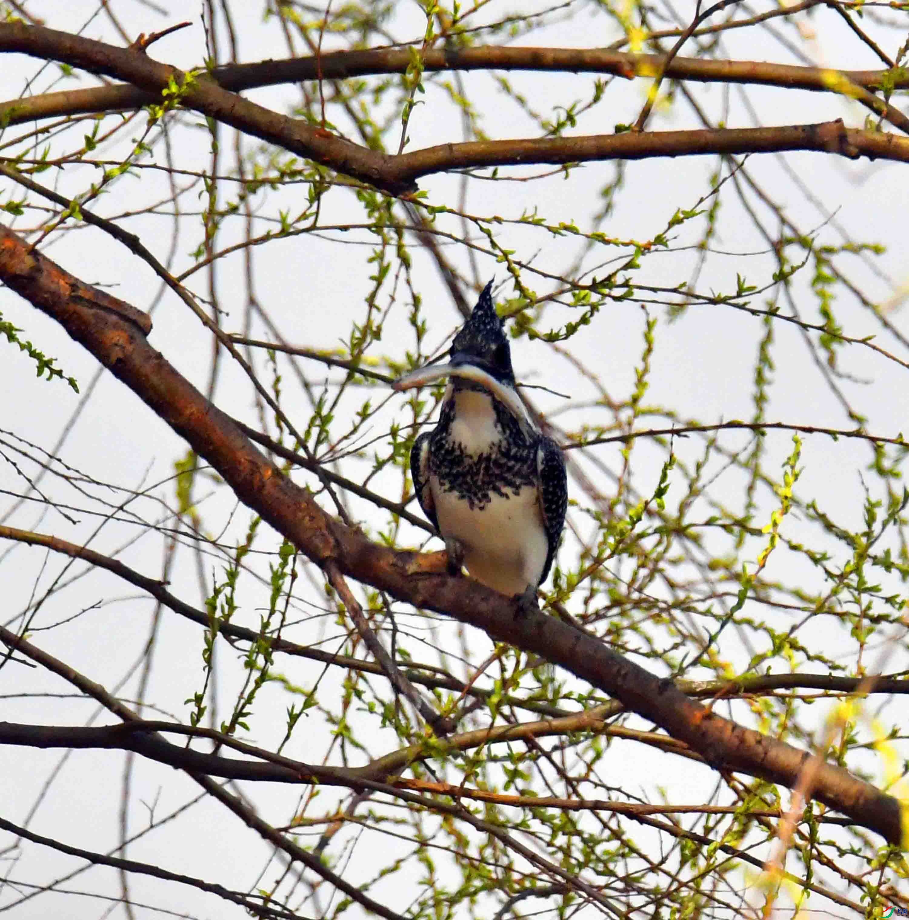 DSC_9592.JPG