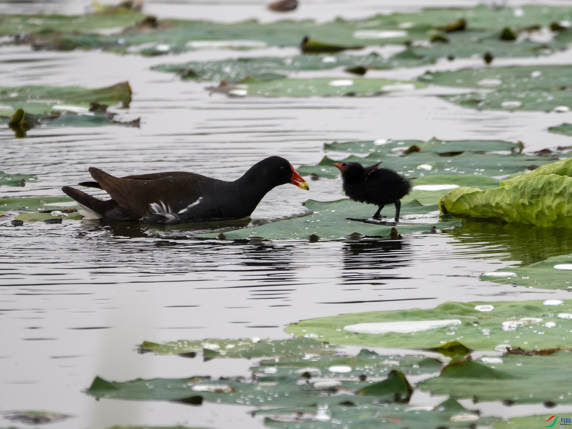 P6172105.jpg