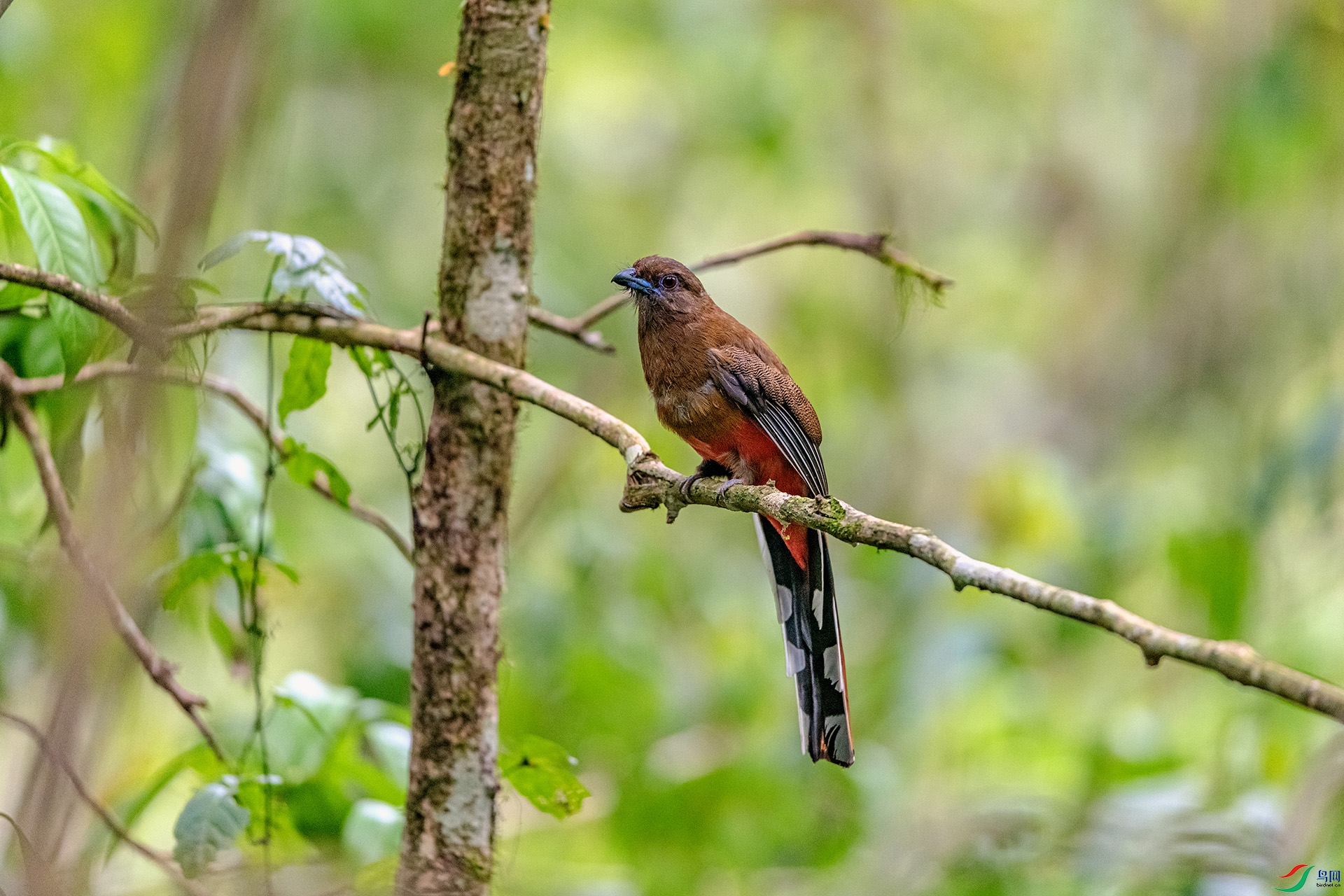 _AUU4307 ��ͷҧ��(26.4.27).jpg