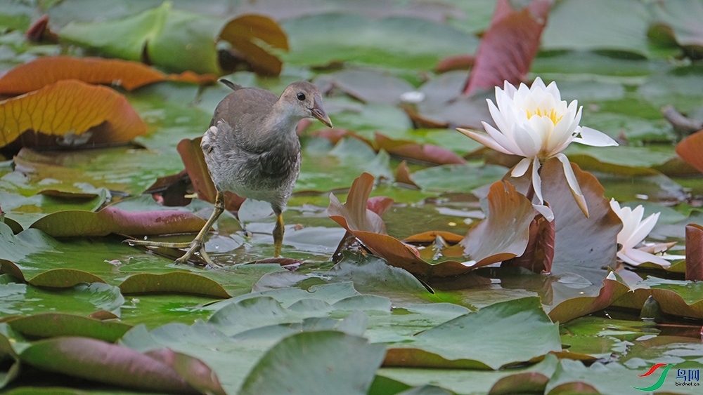 DSCF9534.1.jpg