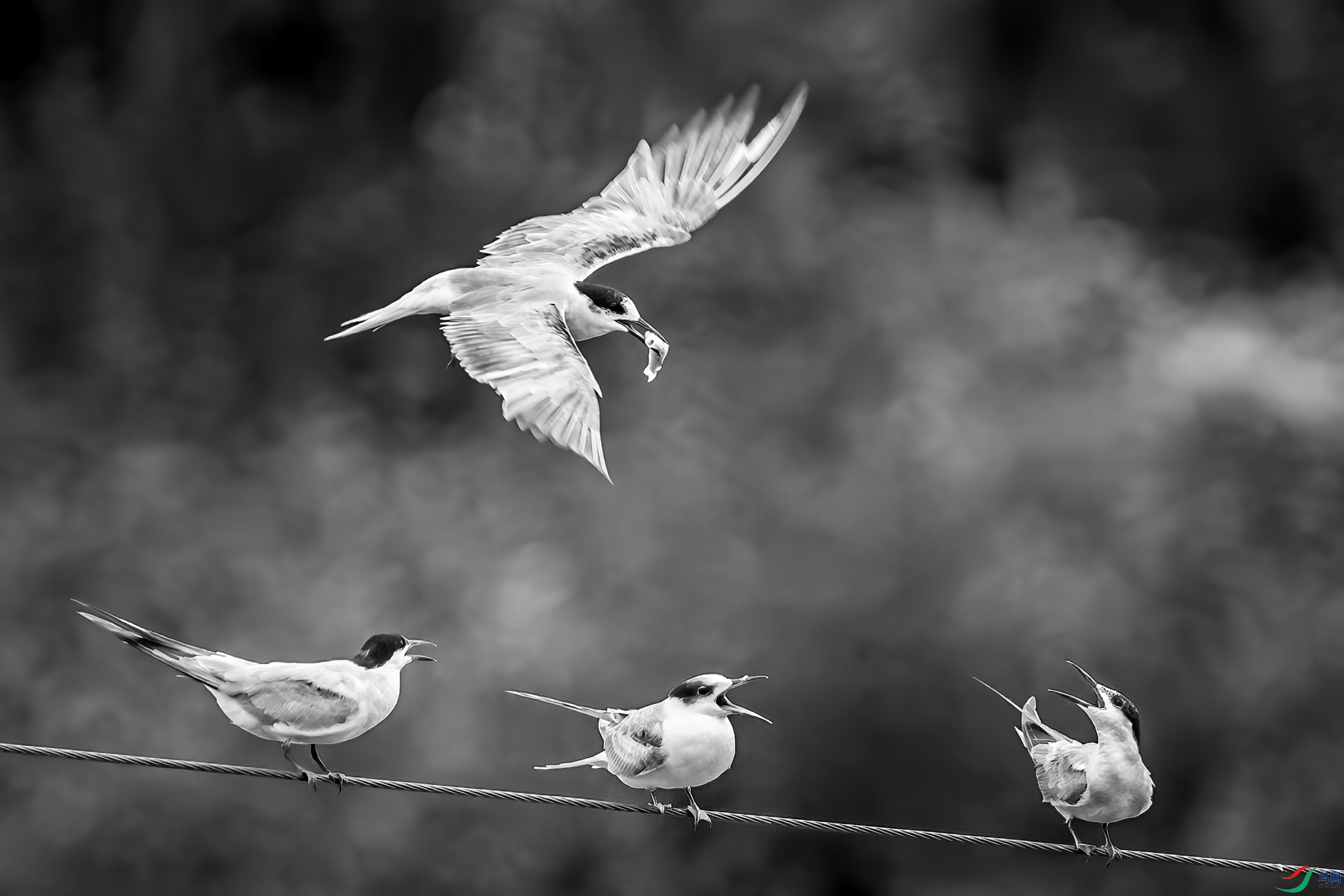 DSC08238a_����.jpg