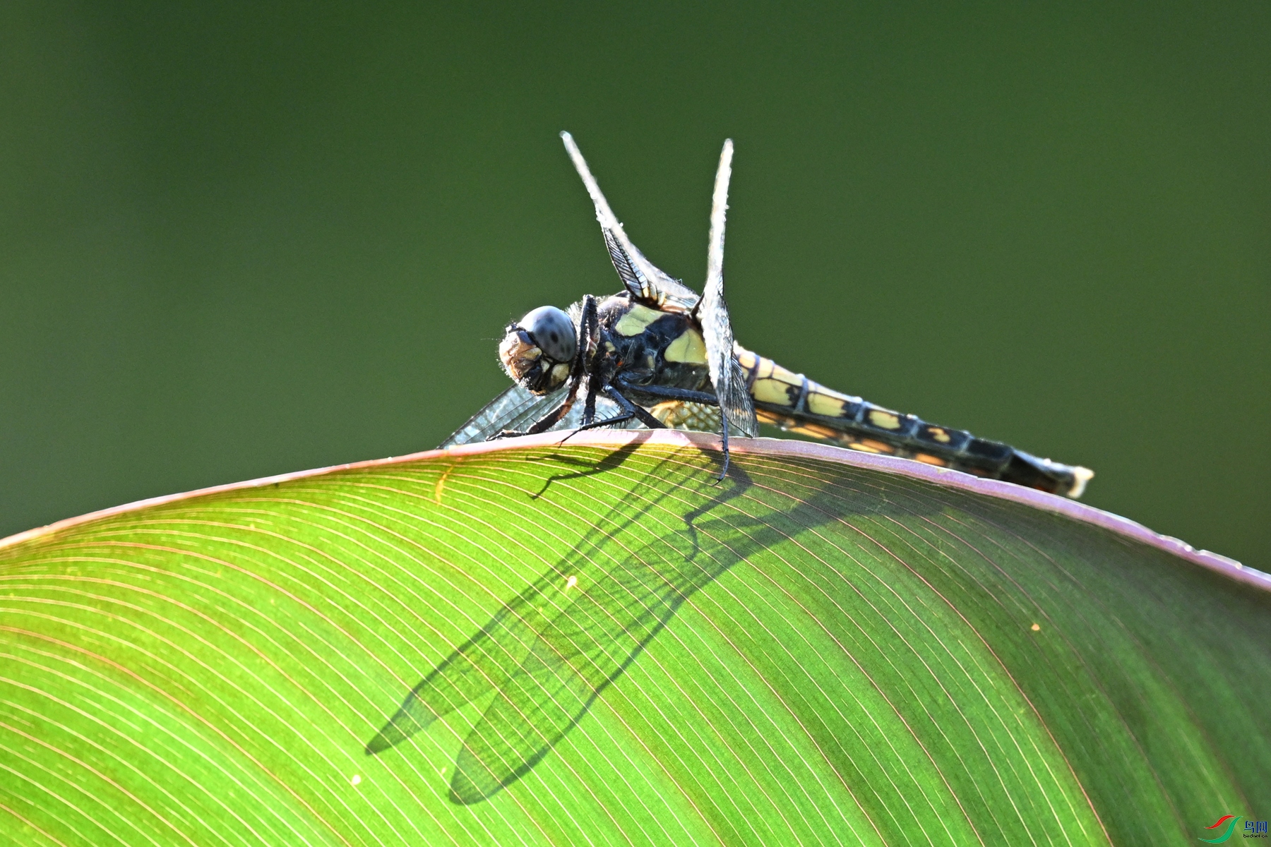 DSC_1105.JPG
