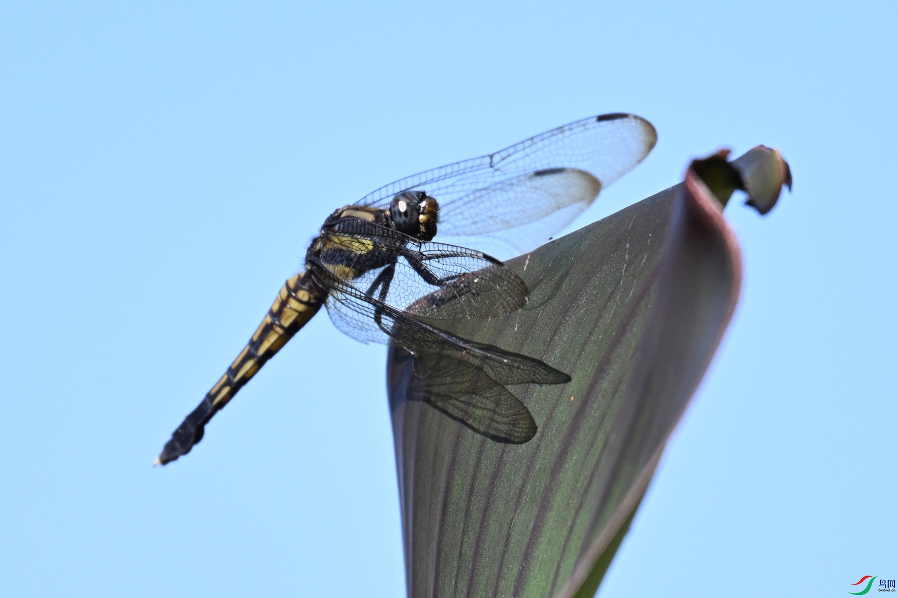 DSC_1108.JPG