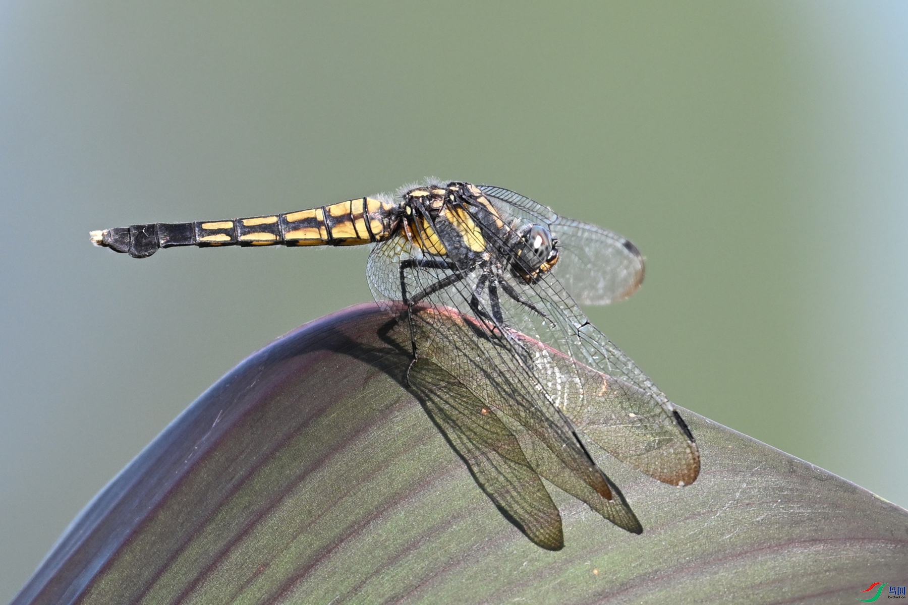 DSC_4501.JPG