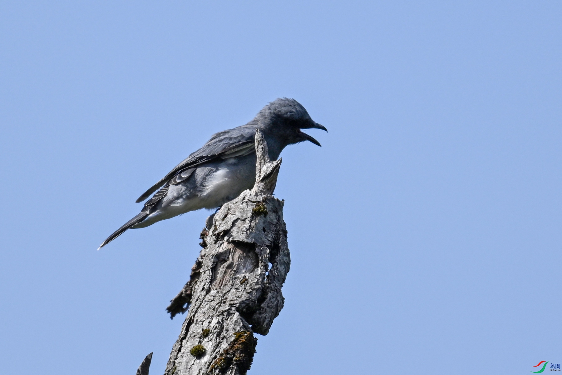 DSC_4554.JPG