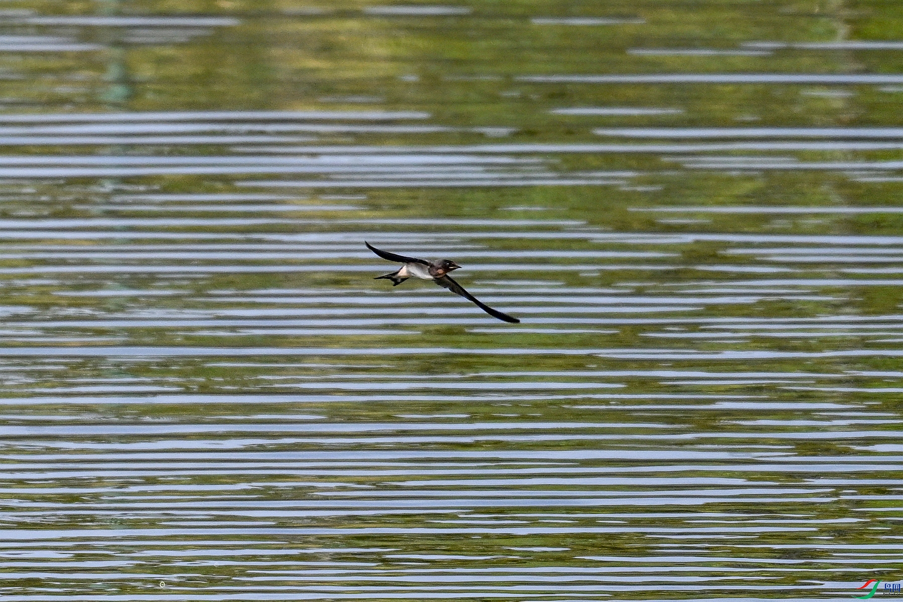 DSC_4504.JPG