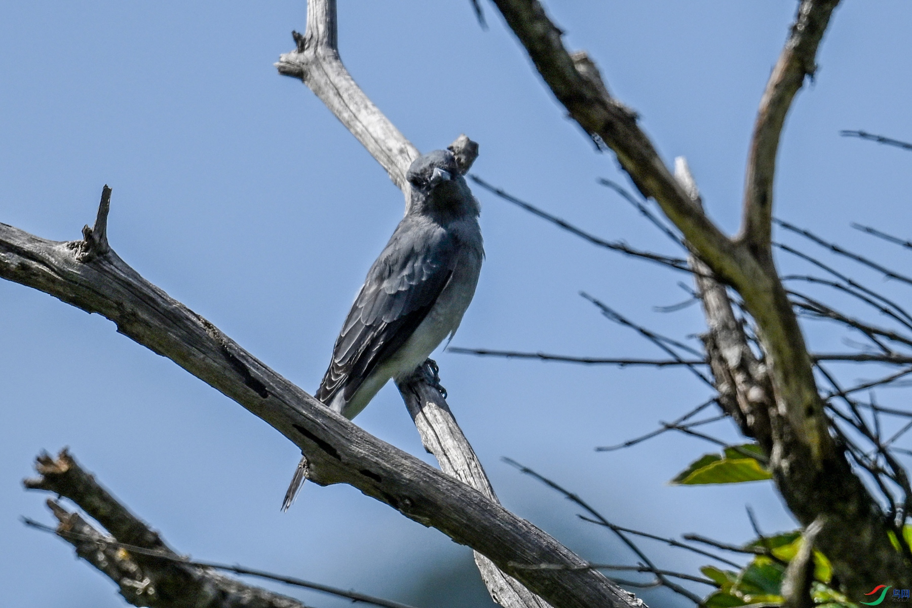 DSC_4540.JPG
