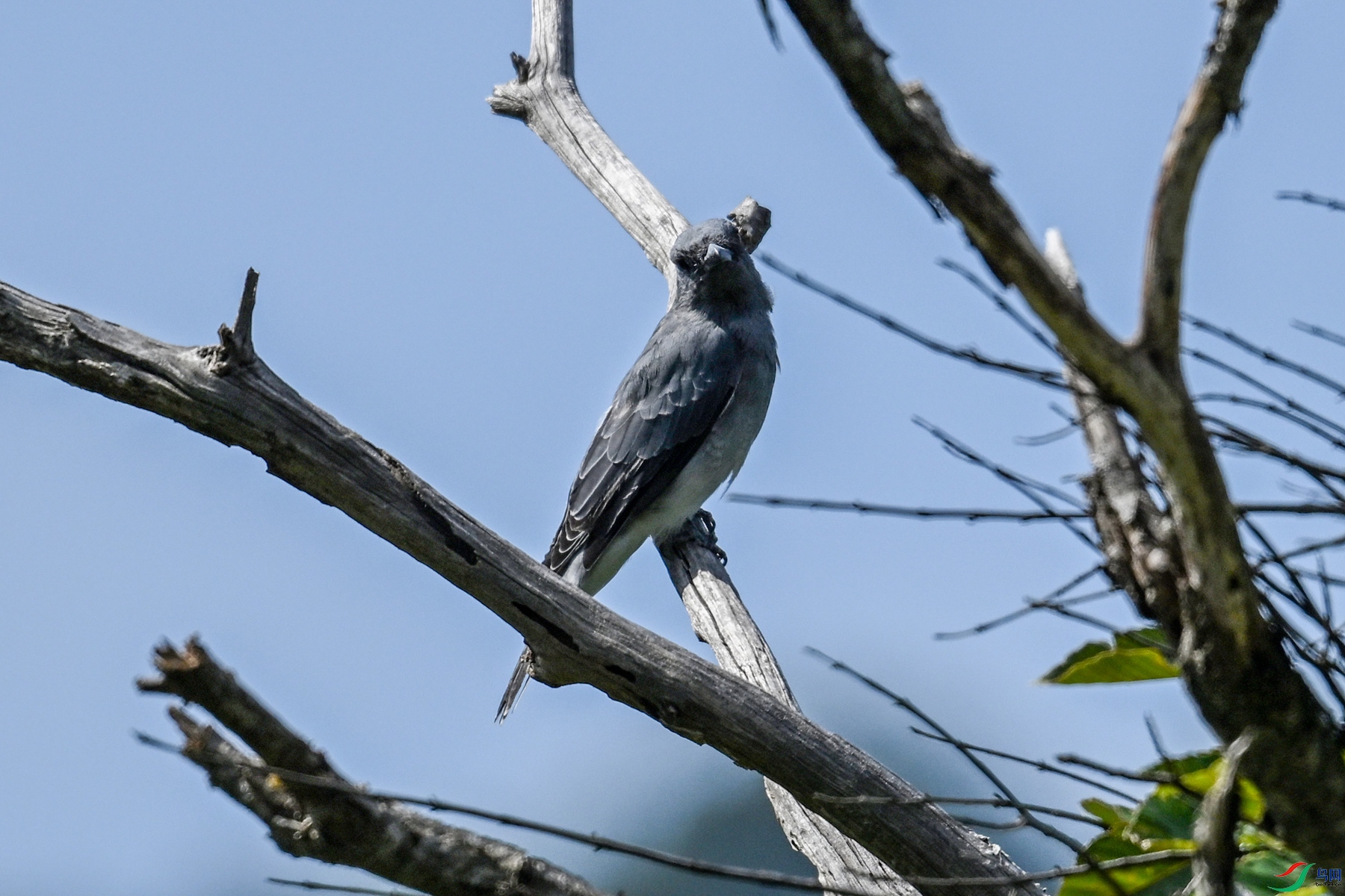 DSC_4542.JPG