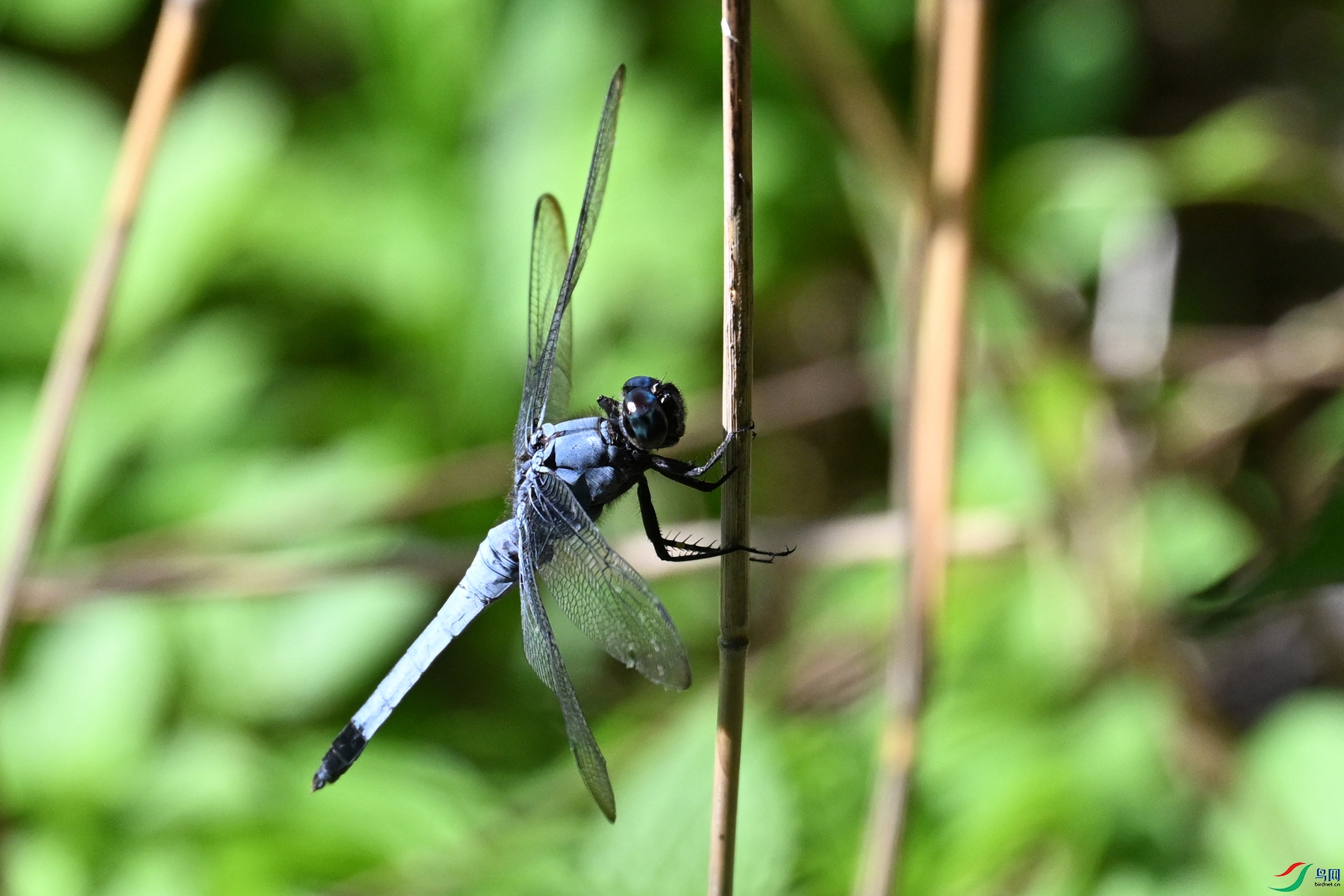 DSC_4516.JPG