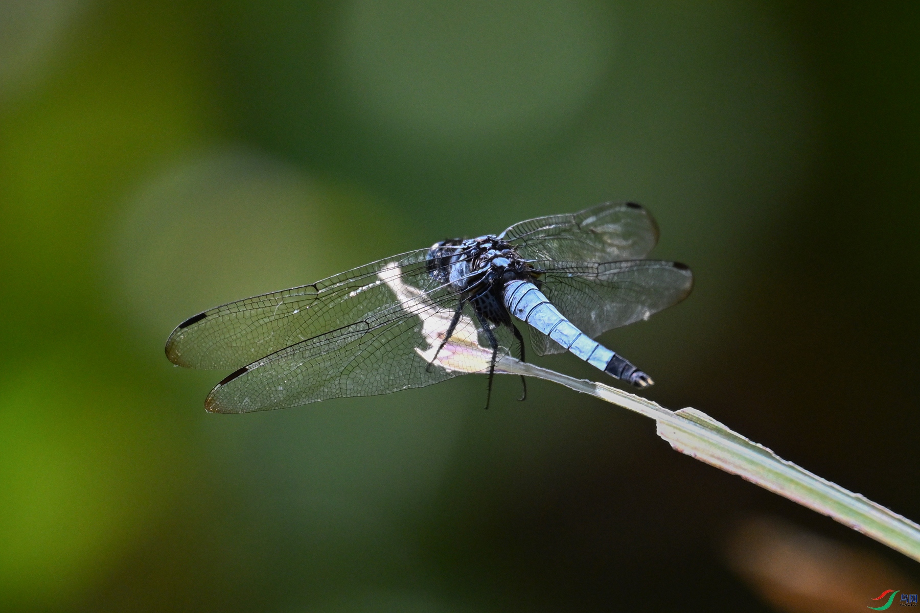 DSC_4531.JPG