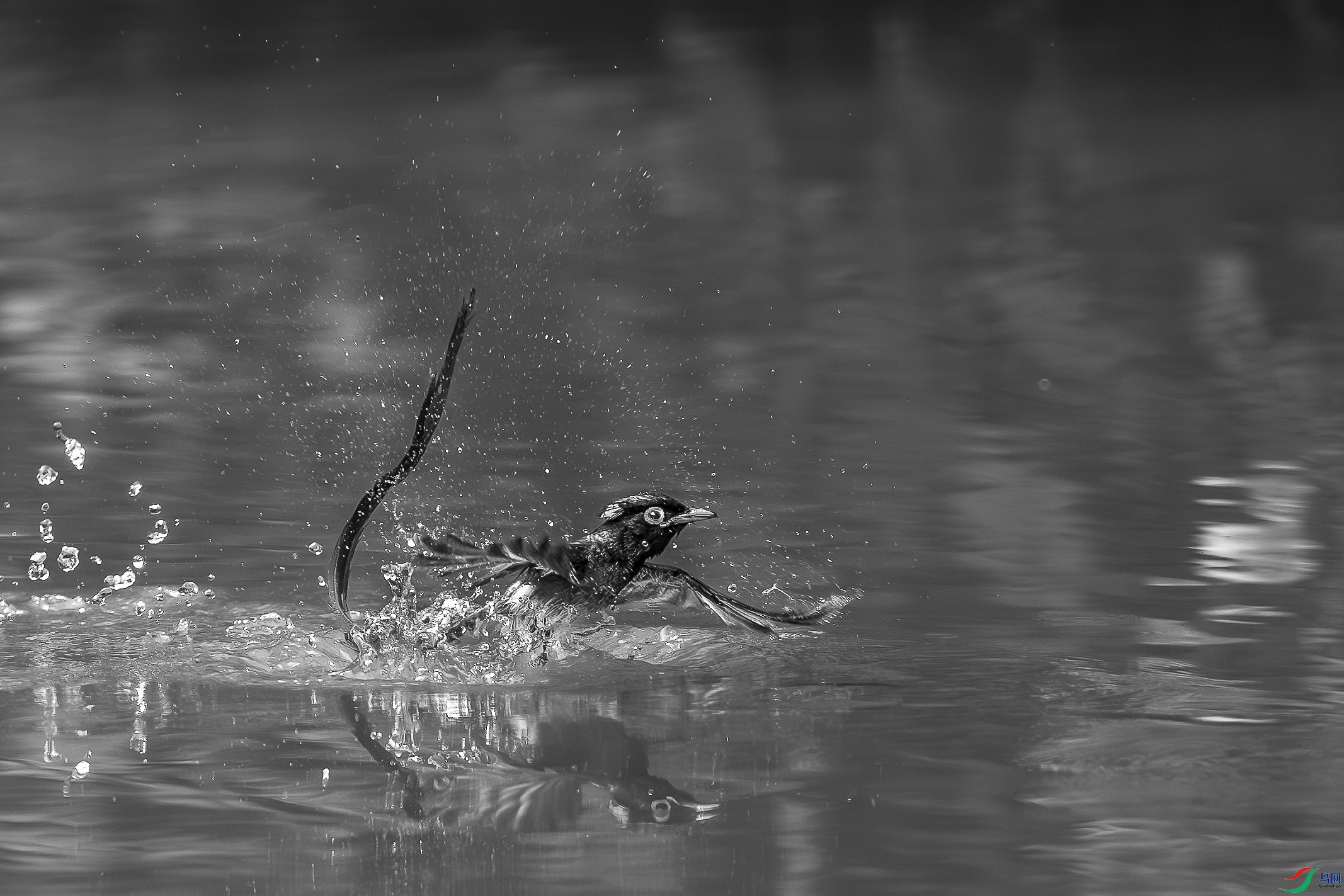 _DSC2309.jpg