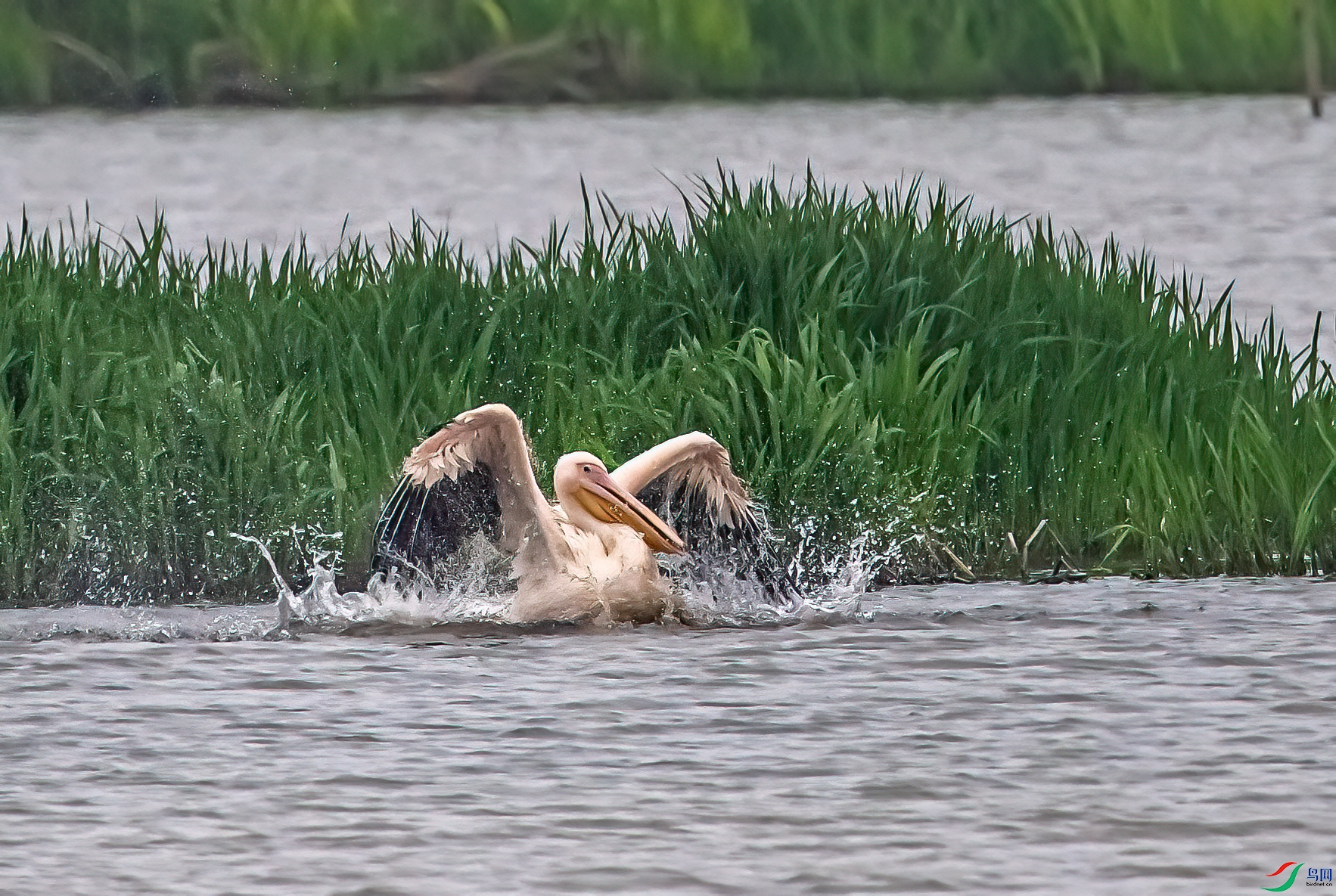 DSC_7386-11.jpg