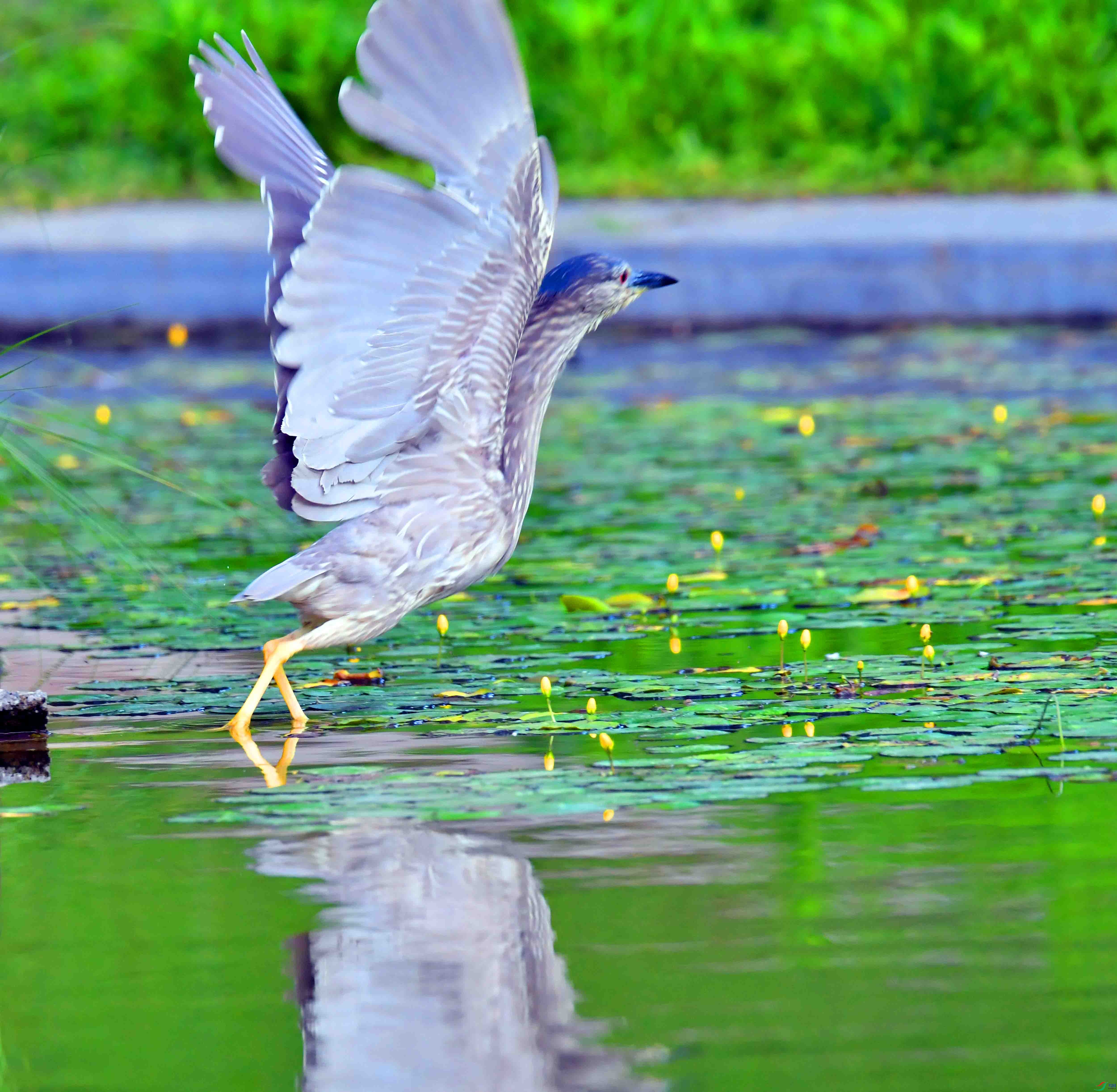 DSC_8972.JPG