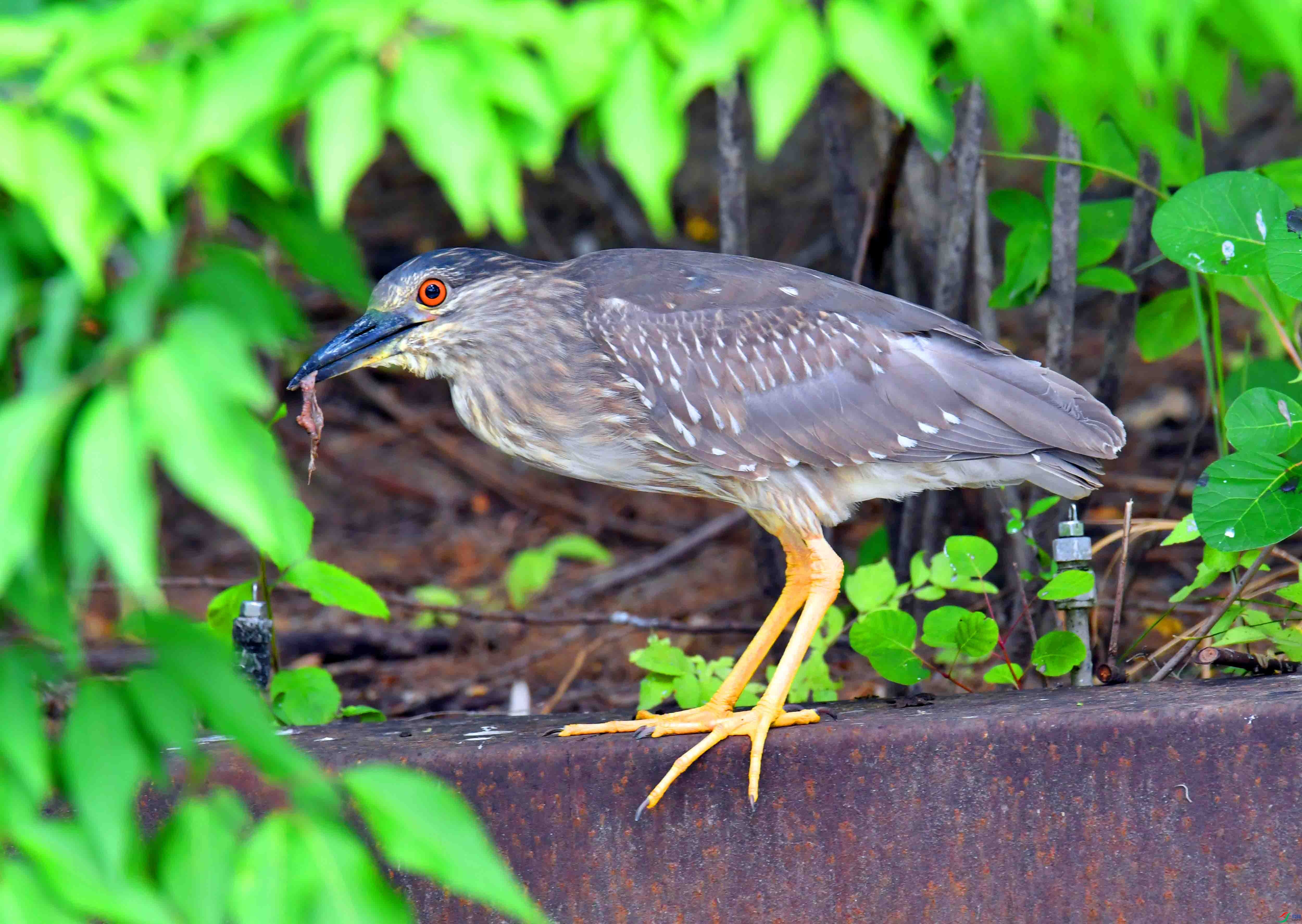 DSC_9081.JPG