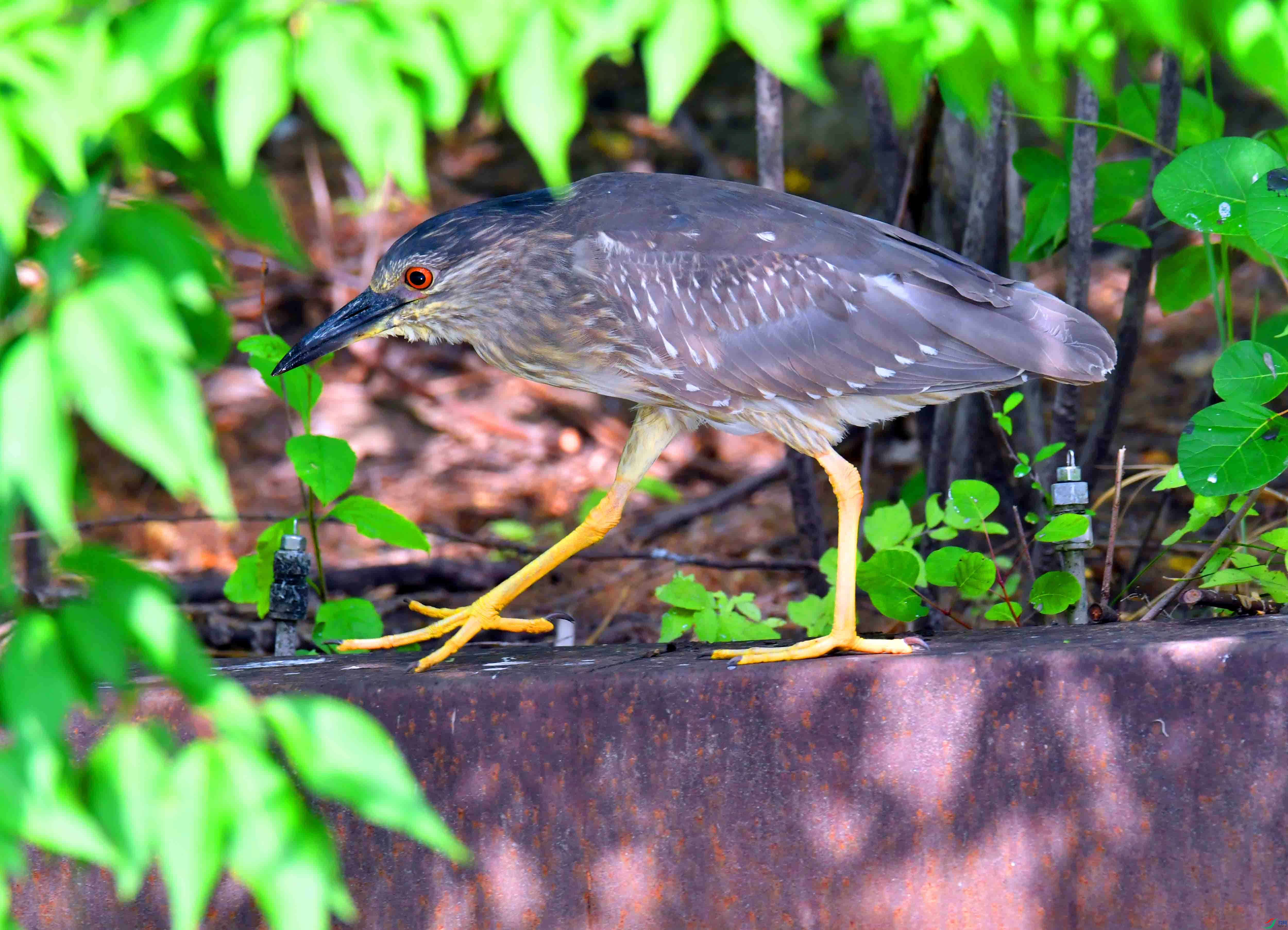 DSC_9090.JPG
