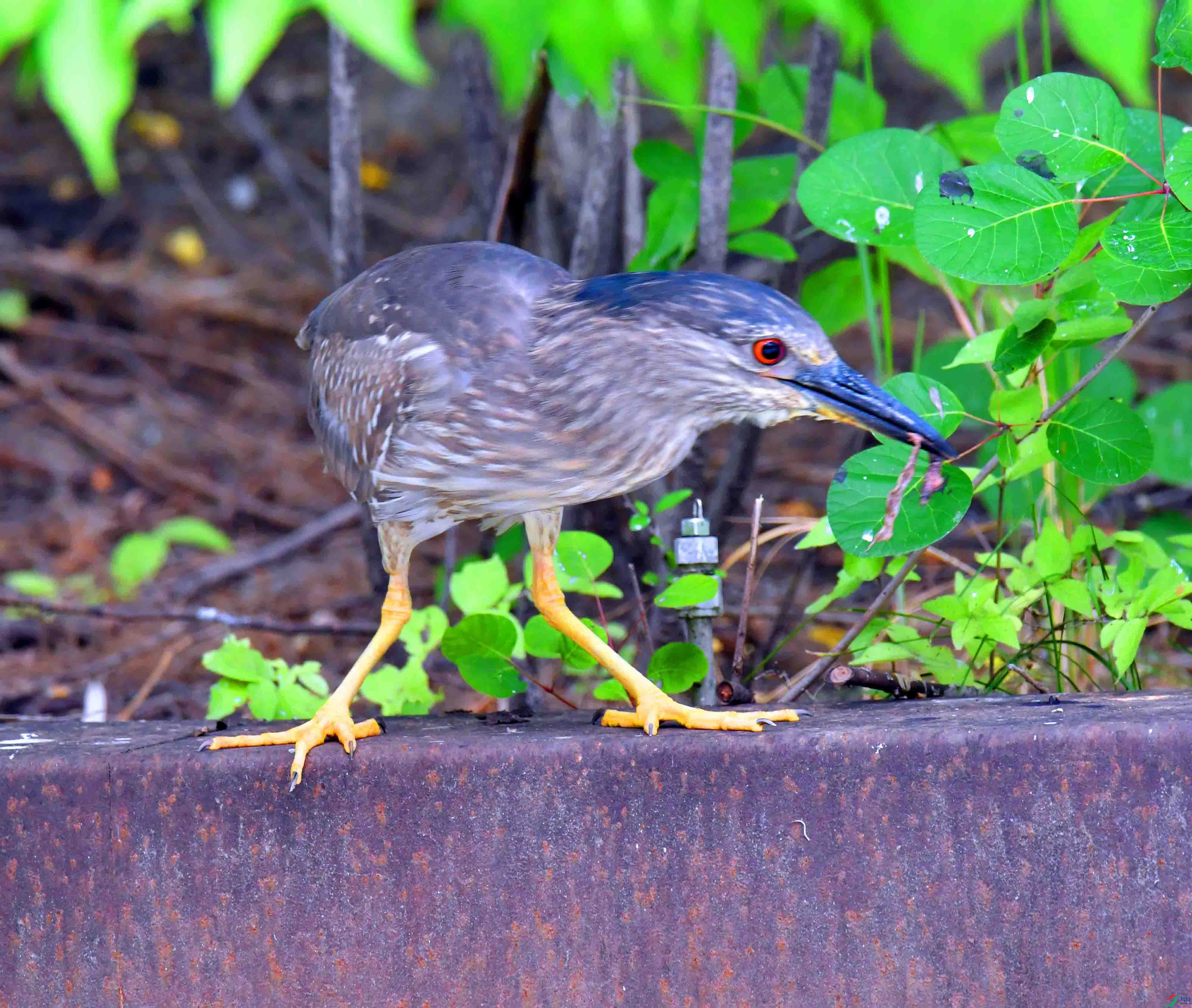 DSC_9083.JPG