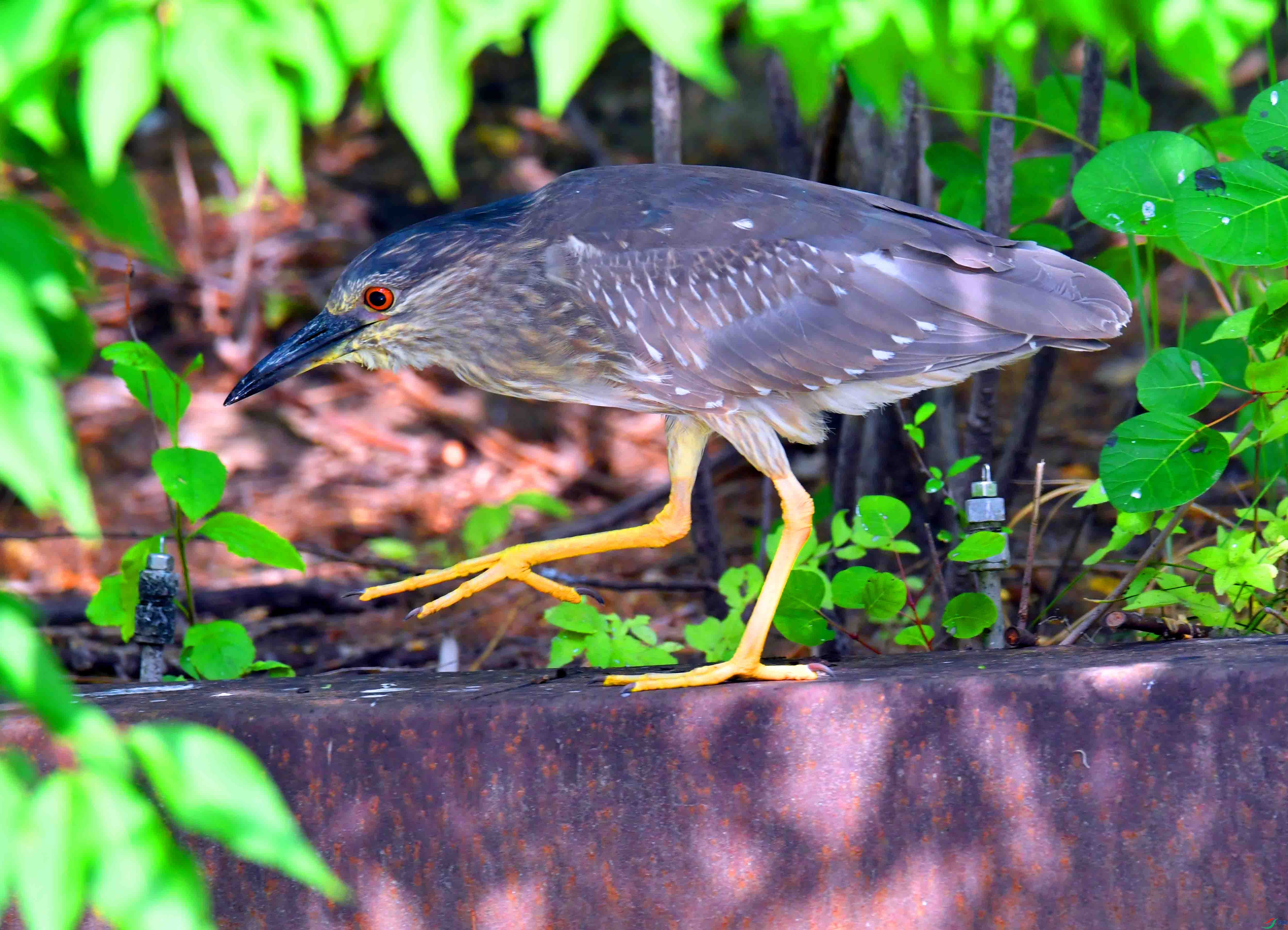 DSC_9089.JPG